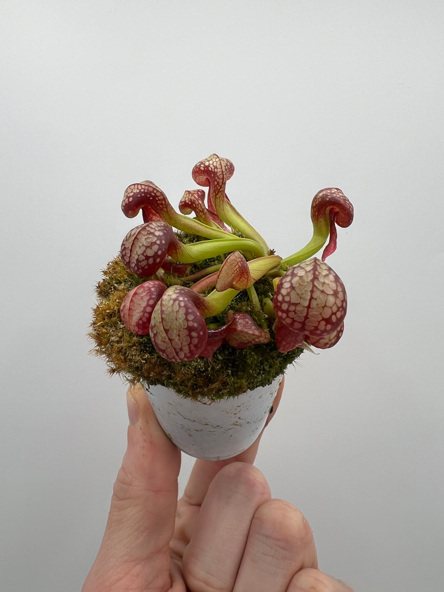 Darlingtonia californica (Cobra Pitcher Plant) - Seed Grown #132