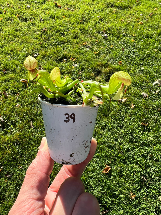 Darlingtonia californica - Seed Grown #39