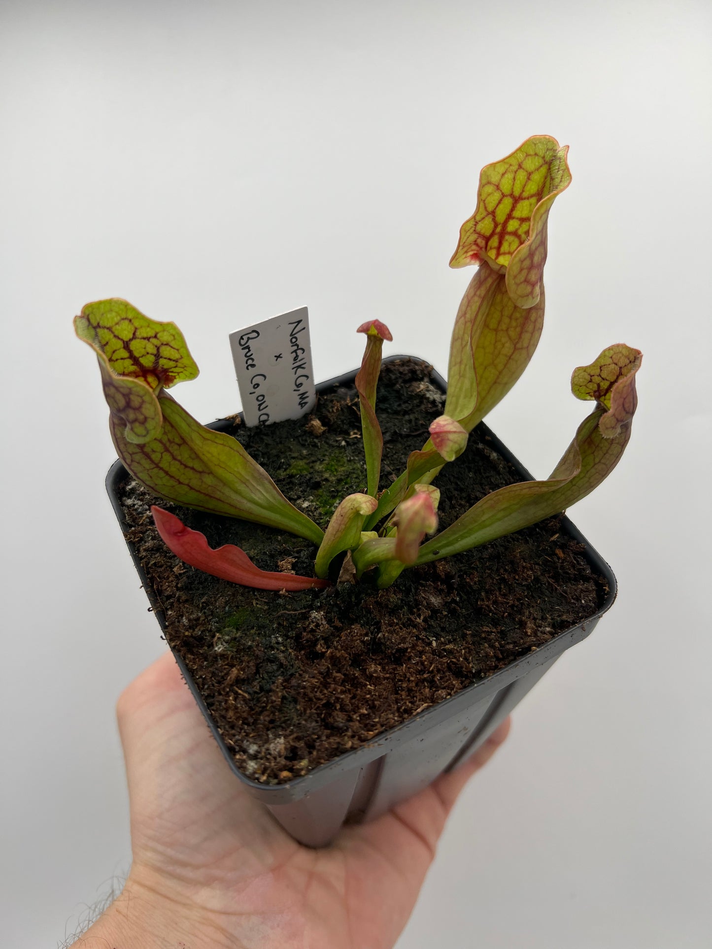 Sarracenia purpurea ssp. purpurea (Norfolk Co, MA) x (Bruce Co, Ontario Canada) - Seed Grown #5