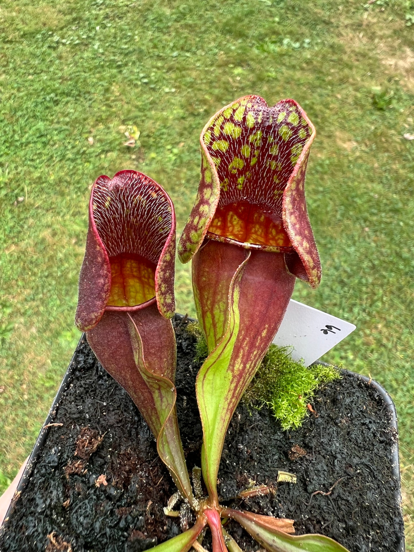 Sarracenia purpurea ssp. purpurea (Centre Co, PA) - Seed Grown #66