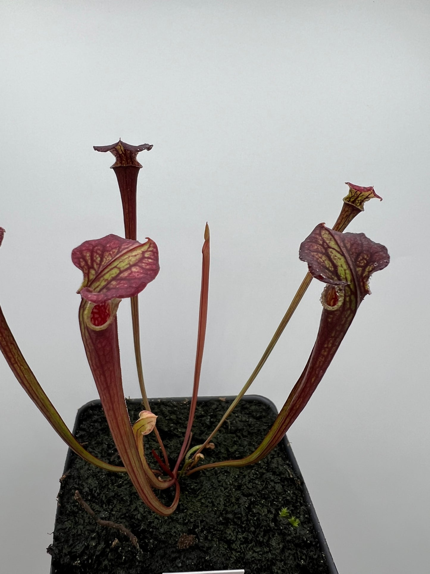 Sarracenia flava var. rubricorpora x “Strawberry Milkshake” - Seed Grown #7