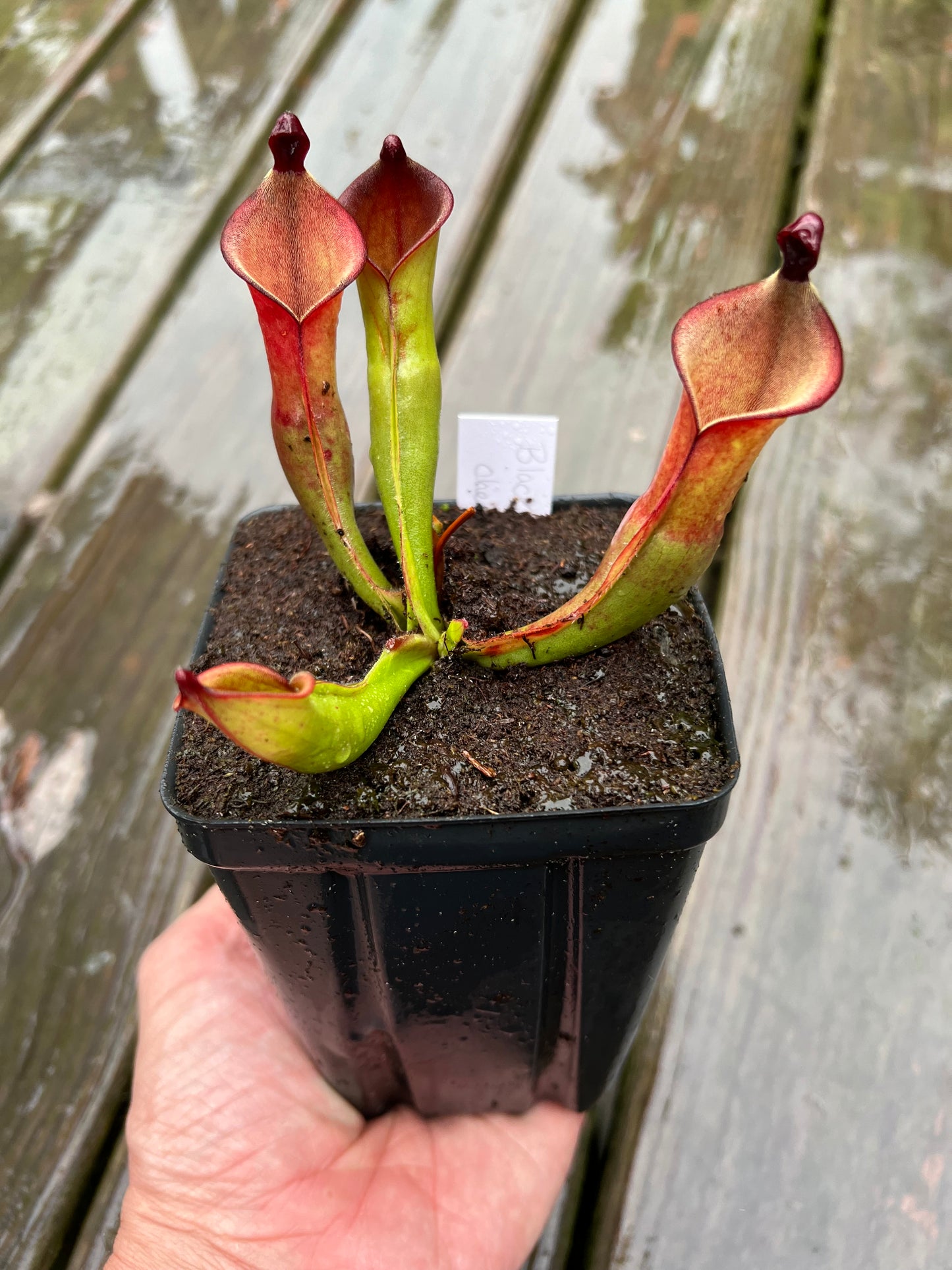 Heliamphora “Black Cherry” (AW) - Potted Division