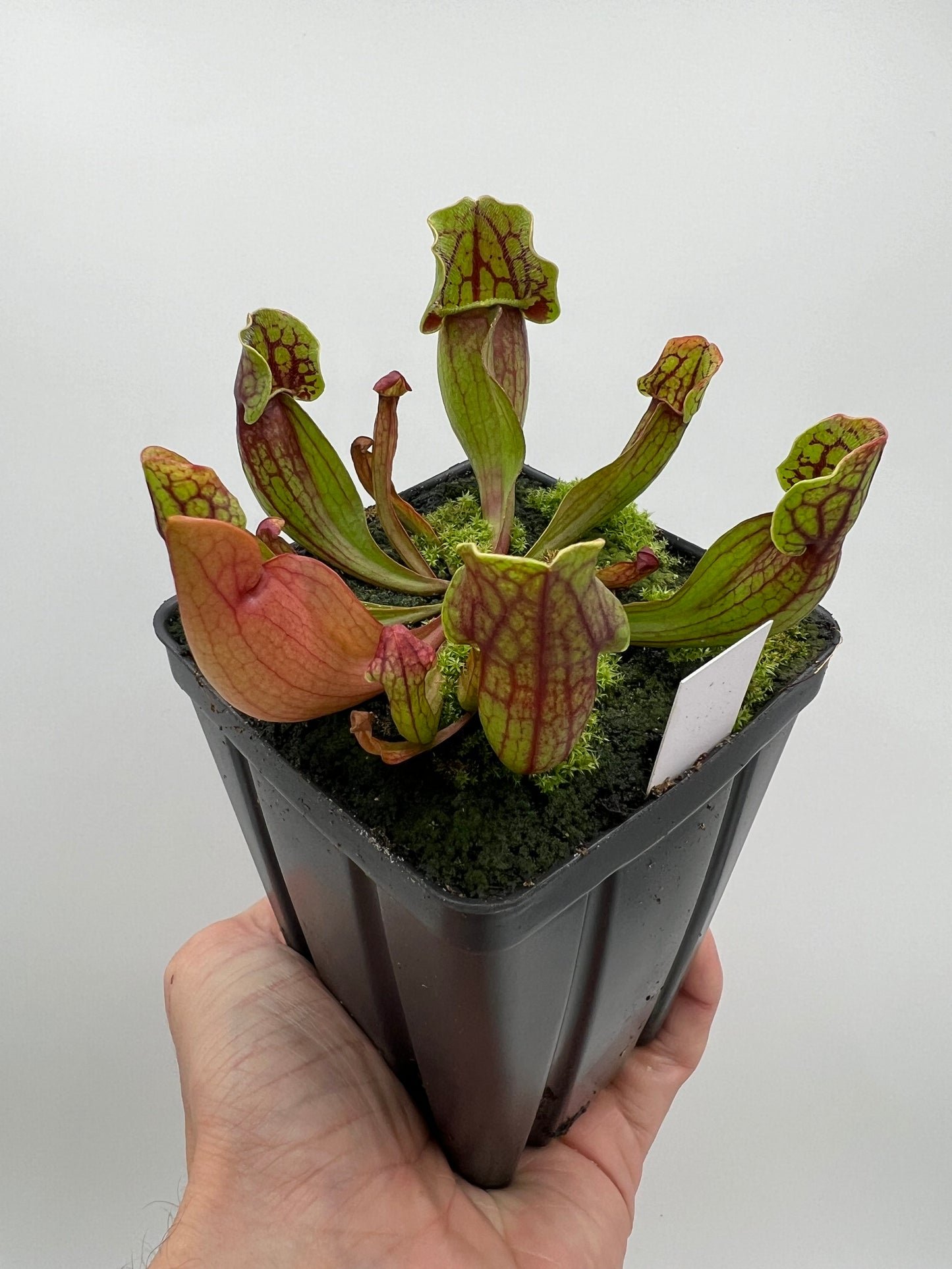 Sarracenia purpurea ssp. purpurea (Bruce Co, Ontario Canada) - Seed Grown #8