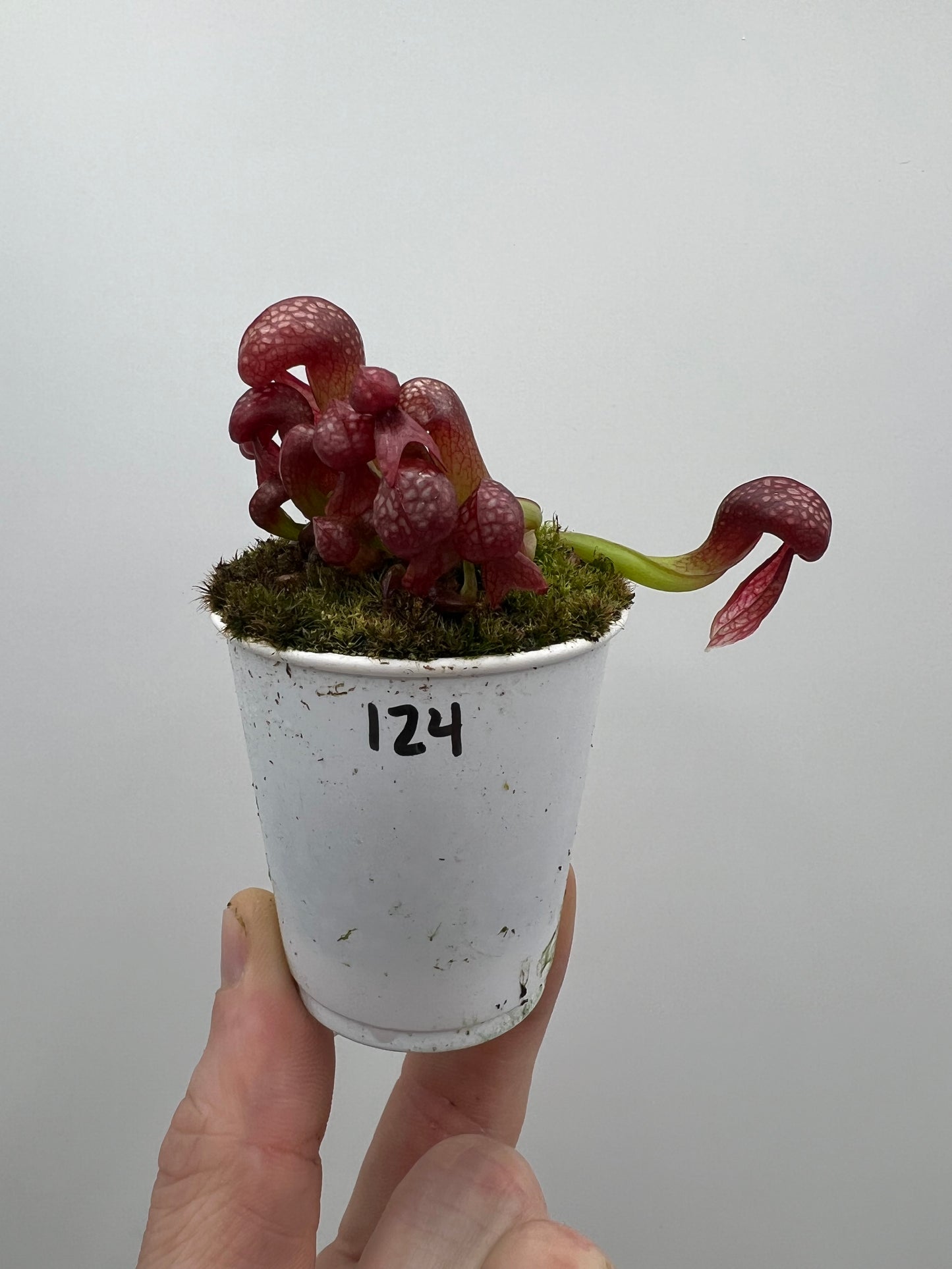 Darlingtonia californica (Cobra Pitcher Plant) - Seed Grown #124