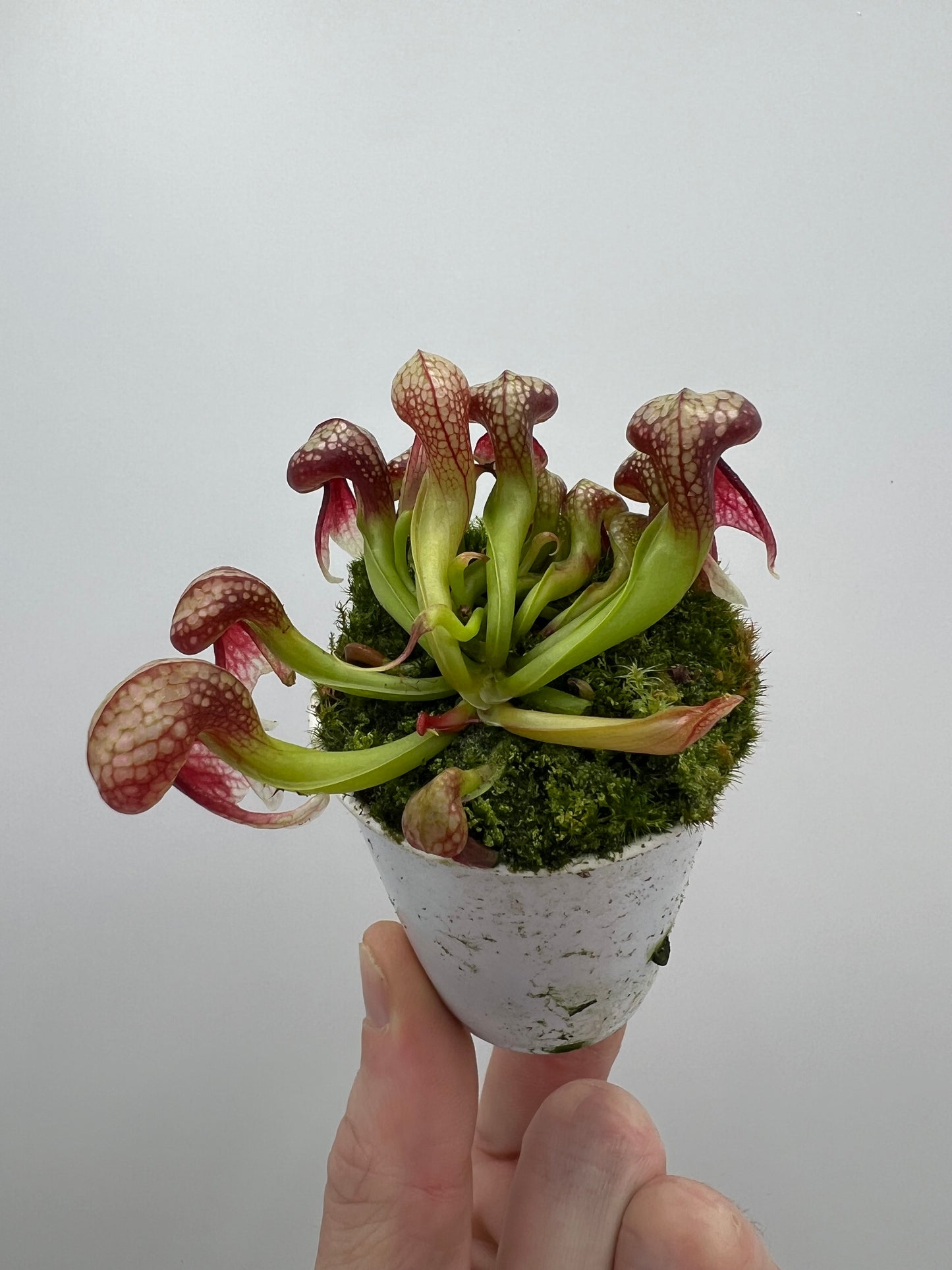 Darlingtonia californica (Cobra Pitcher Plant) - Seed Grown #128