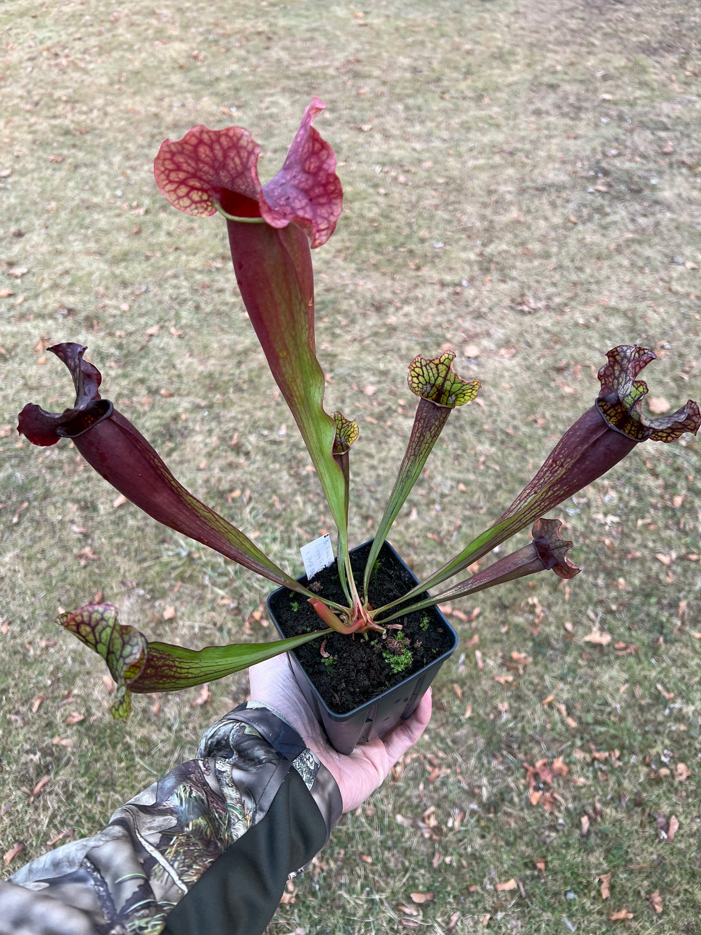 Sarracenia x catesbaei - (flava var. rubricorp. x purp. venosa) - Seed Grown #2