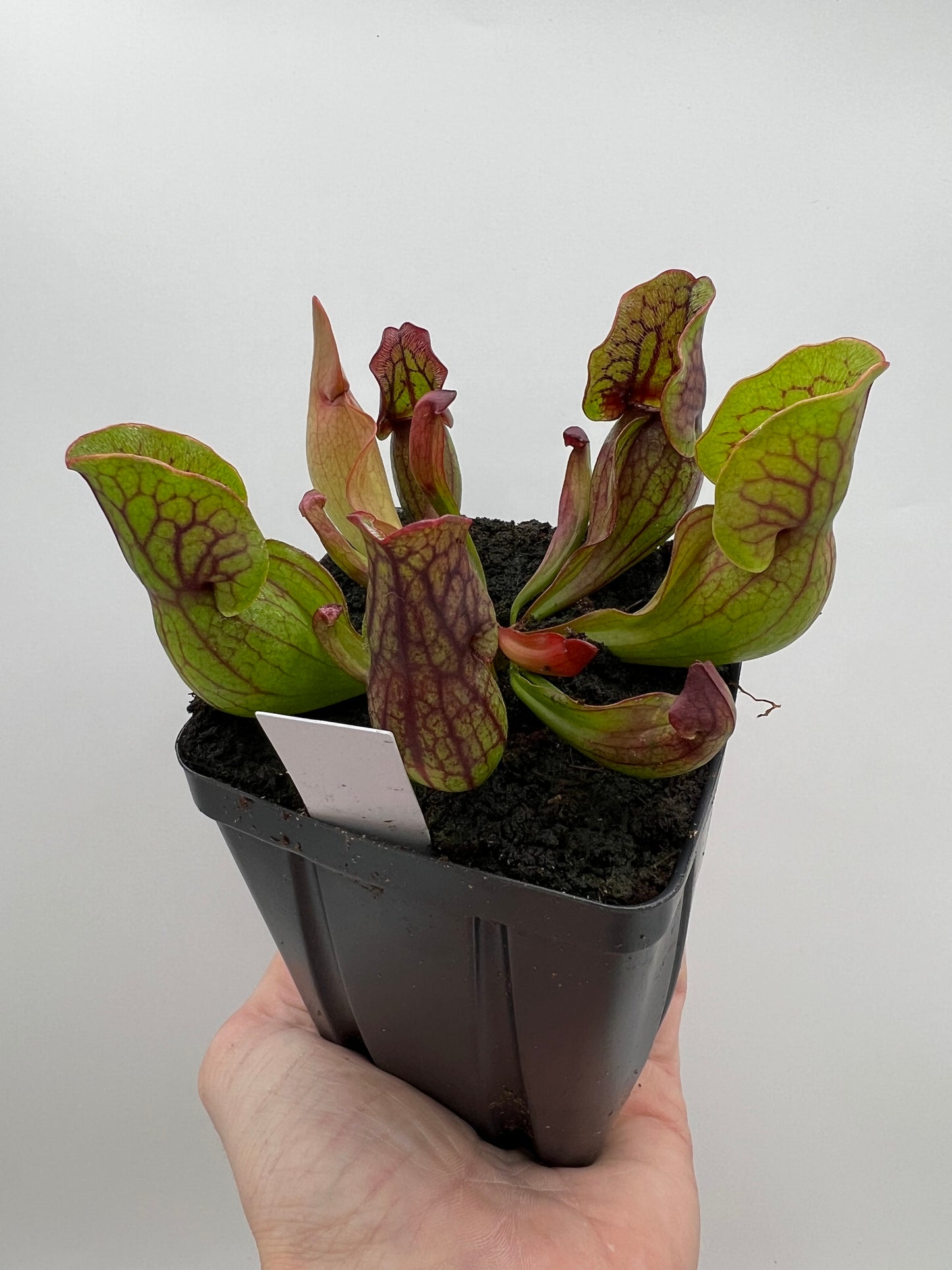 Sarracenia purpurea ssp. purpurea (Norfolk Co, MA) x (Bruce Co, Ontario Canada) - Seed Grown #6