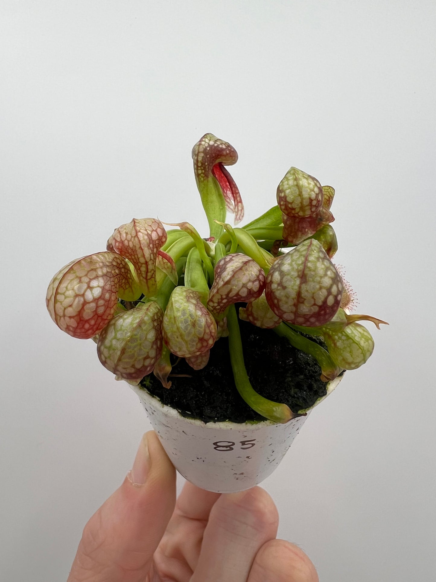 Darlingtonia californica (Cobra Pitcher Plant) - Seed Grown #85