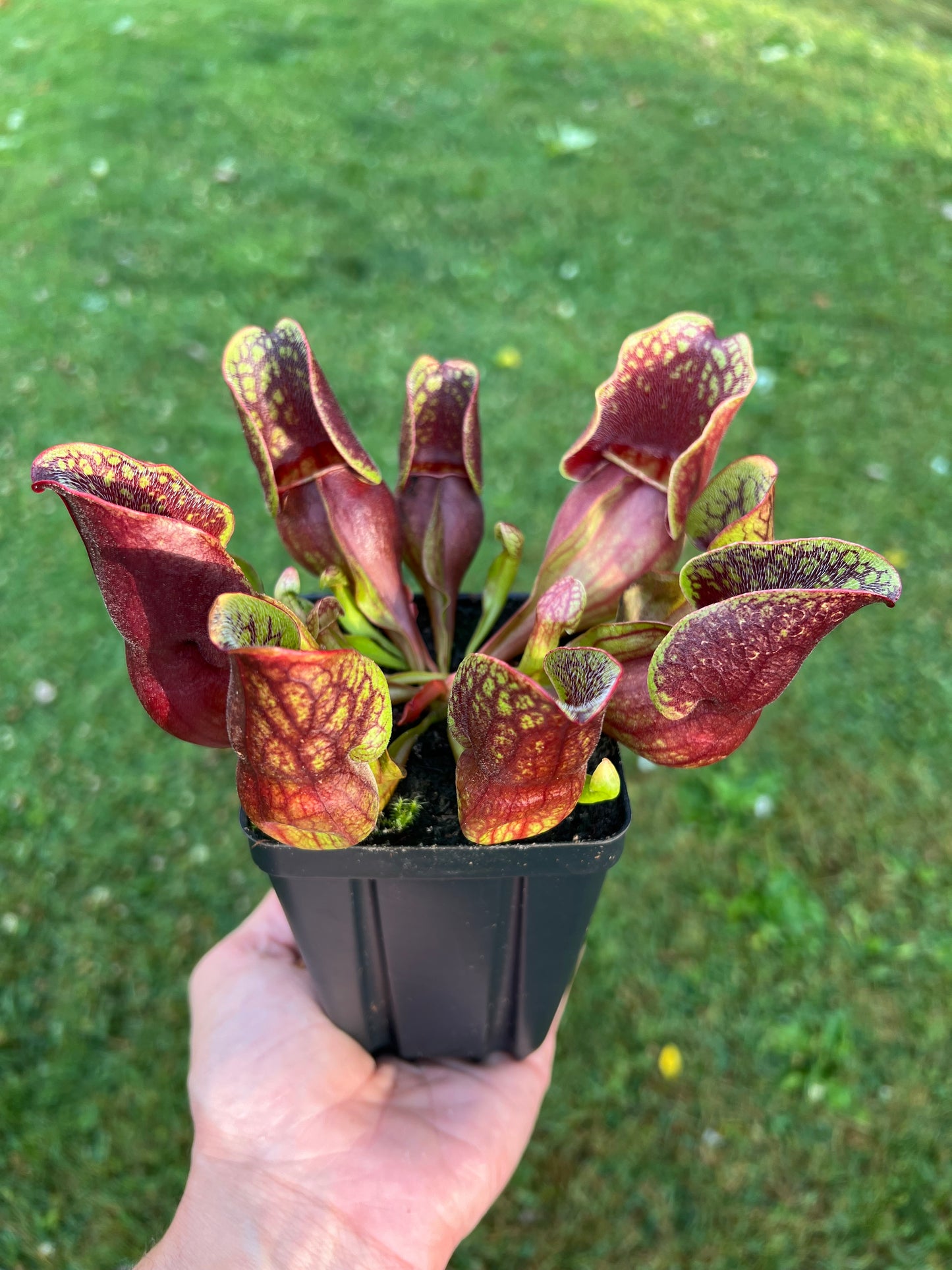 Sarracenia purpurea ssp. purpurea (Centre Co, PA) - Seed Grown #45