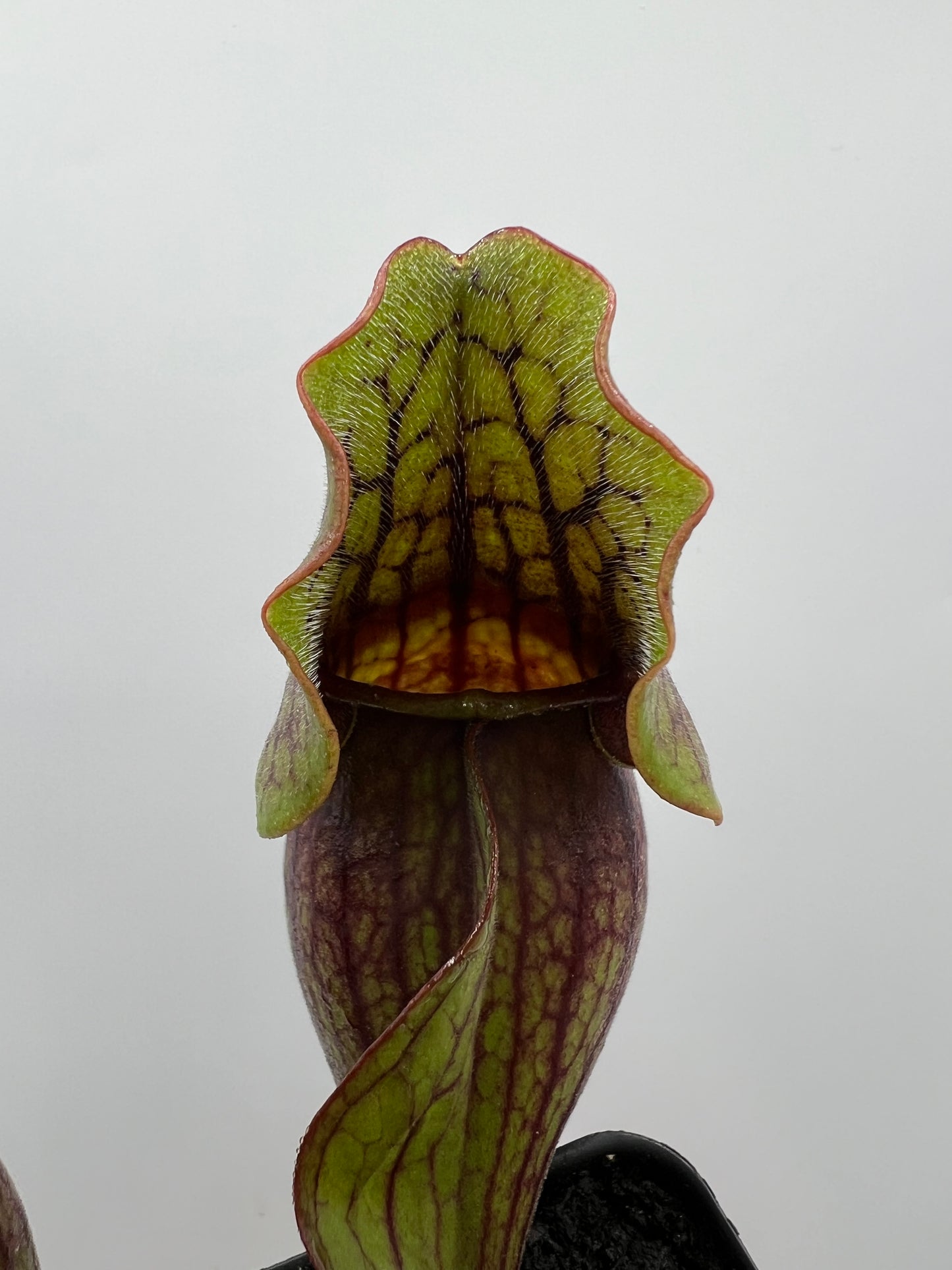 Sarracenia purpurea ssp. purpurea (Norfolk Co, MA) x (Bruce Co, Ontario Canada) - Seed Grown #2