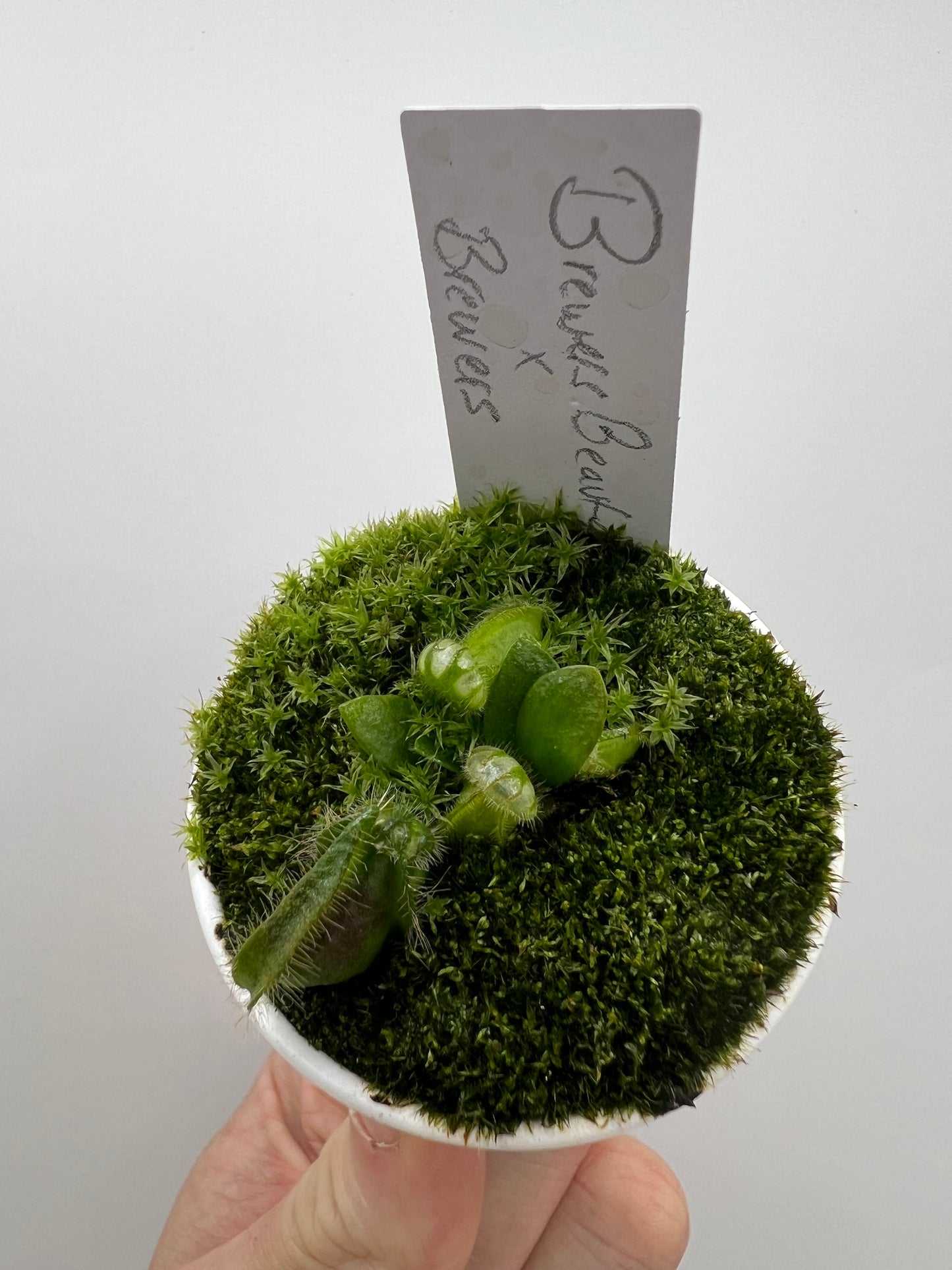 Cephalotus follicularis “Brewers Beauty” x “Brewers”