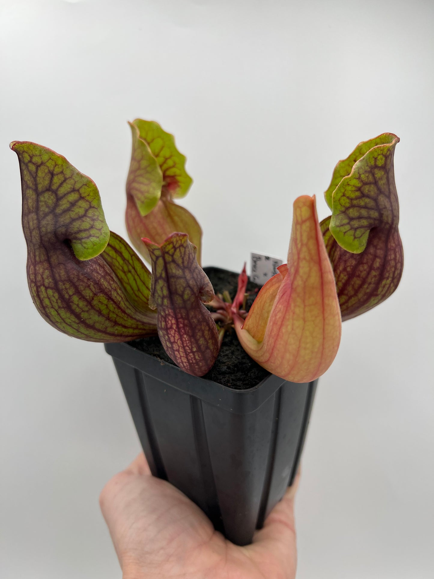 Sarracenia purpurea ssp. purpurea (Norfolk Co, MA) x (Bruce Co, Ontario Canada) - Seed Grown #2