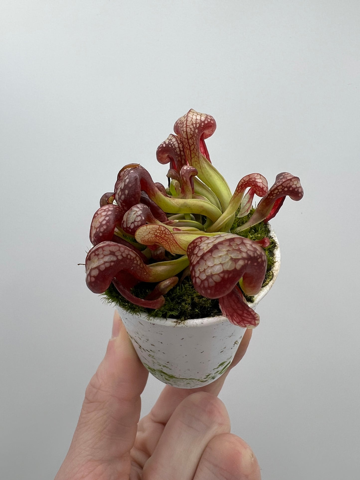 Darlingtonia californica (Cobra Pitcher Plant) - Seed Grown #140