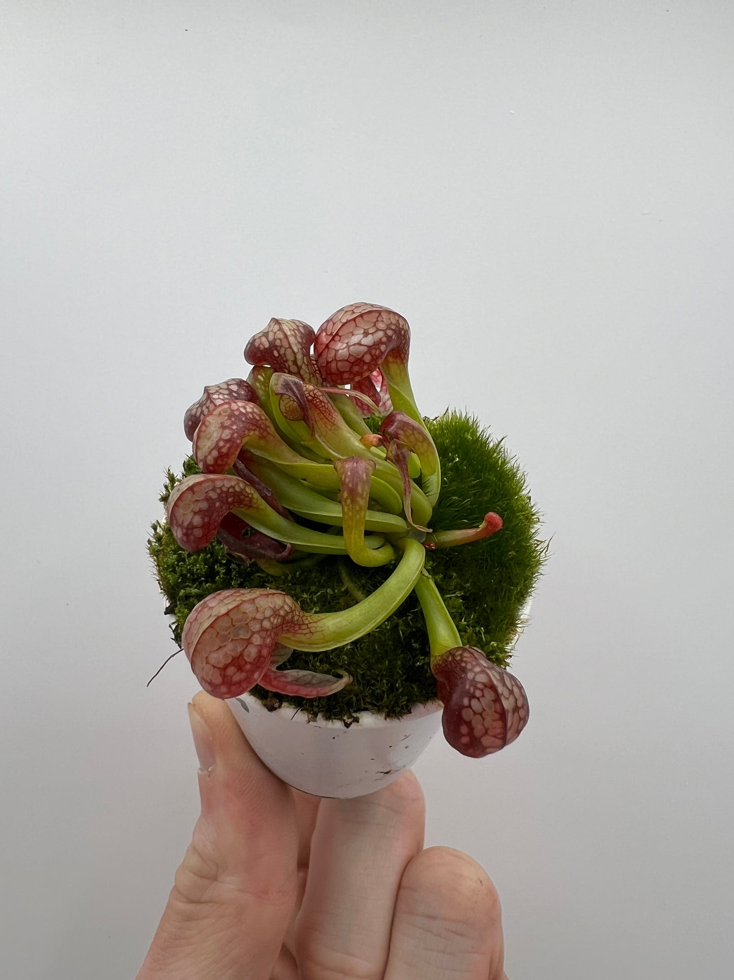 Darlingtonia californica (Cobra Pitcher Plant) - Seed Grown #109