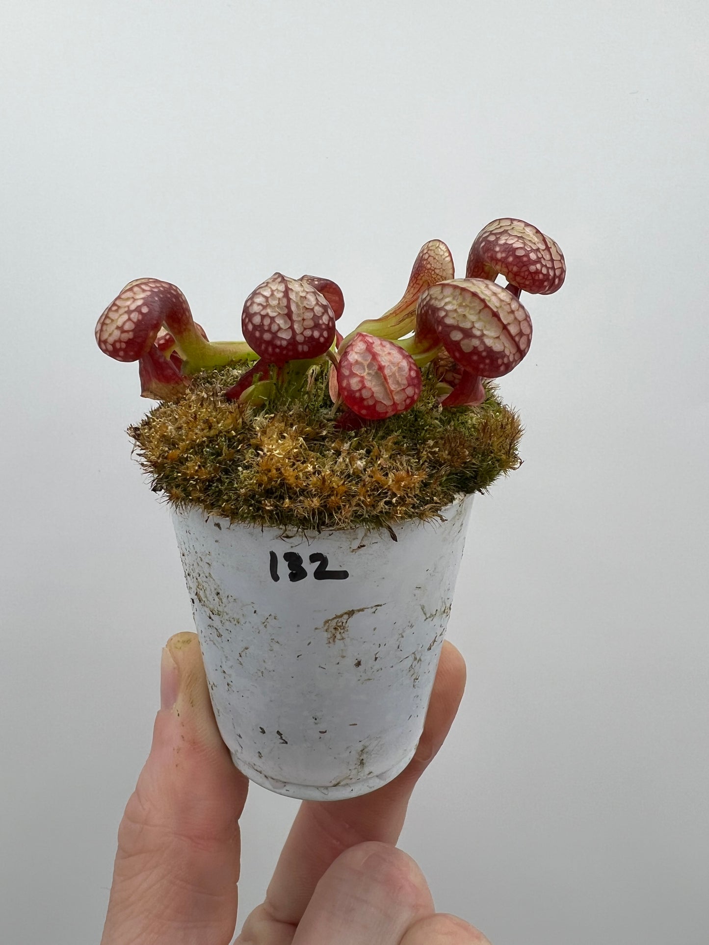 Darlingtonia californica (Cobra Pitcher Plant) - Seed Grown #132