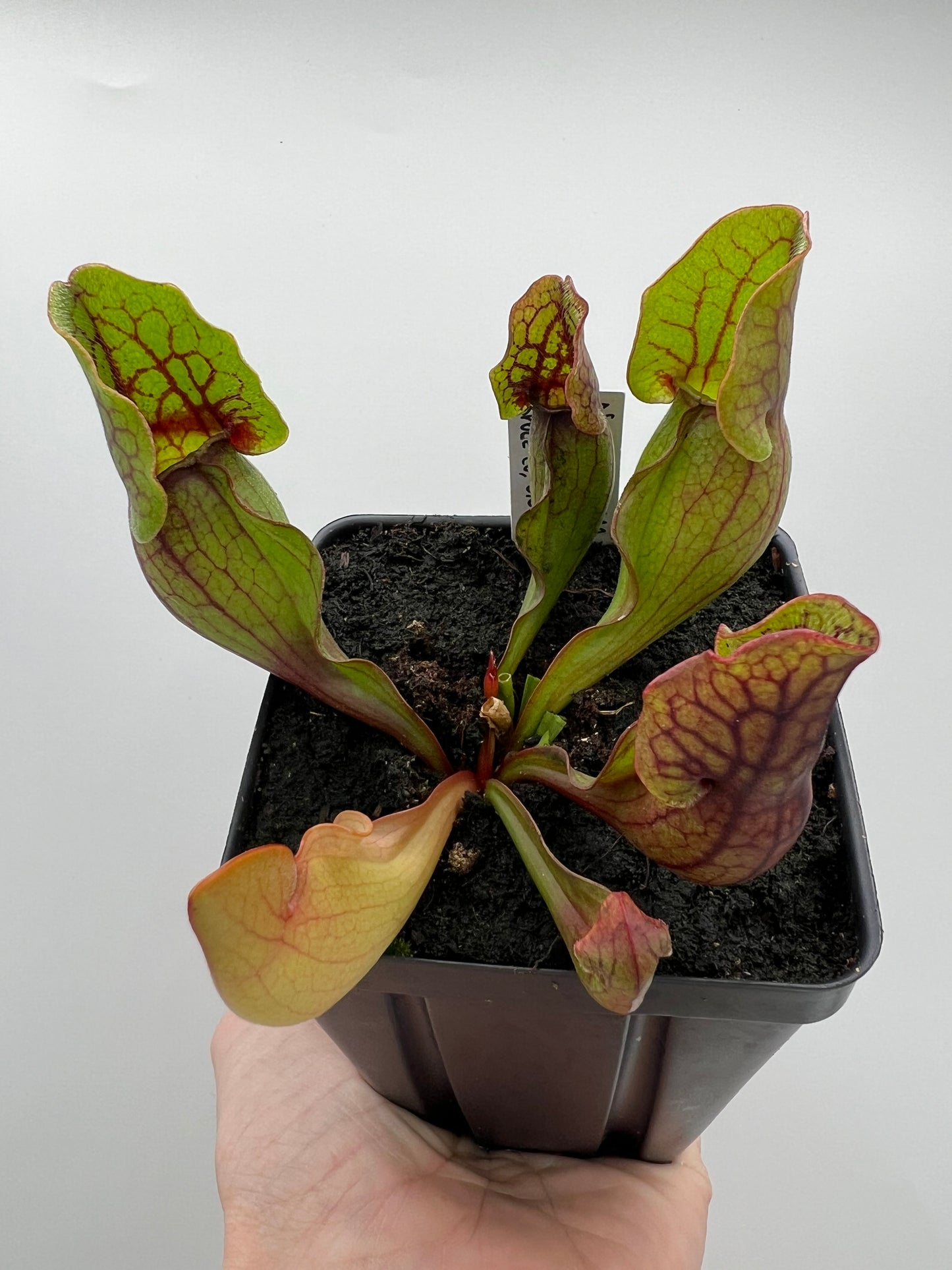 Sarracenia purpurea ssp. purpurea (Norfolk Co, MA) x (Bruce Co, Ontario Canada) - Seed Grown #3