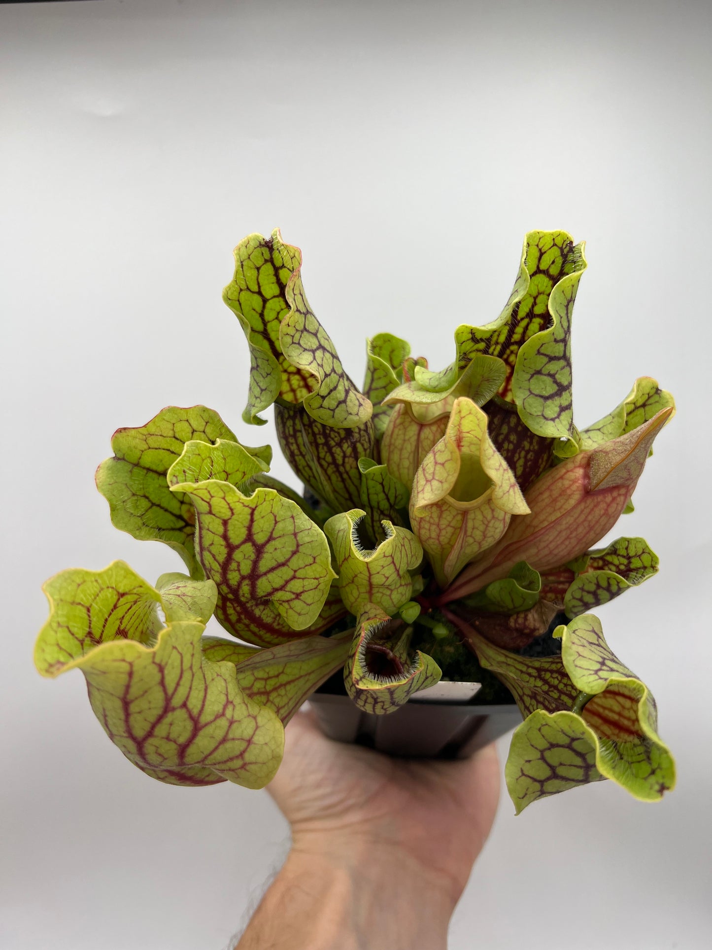 Sarracenia purpurea ssp. venosa “Little Carnivores” - Seed Grown #24