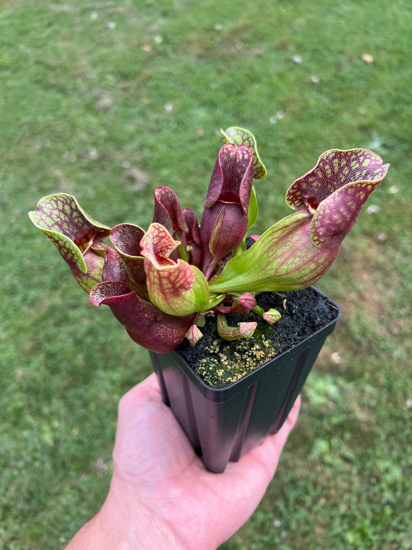 Sarracenia purpurea ssp. purpurea (Centre Co, PA) - Seed Grown #59