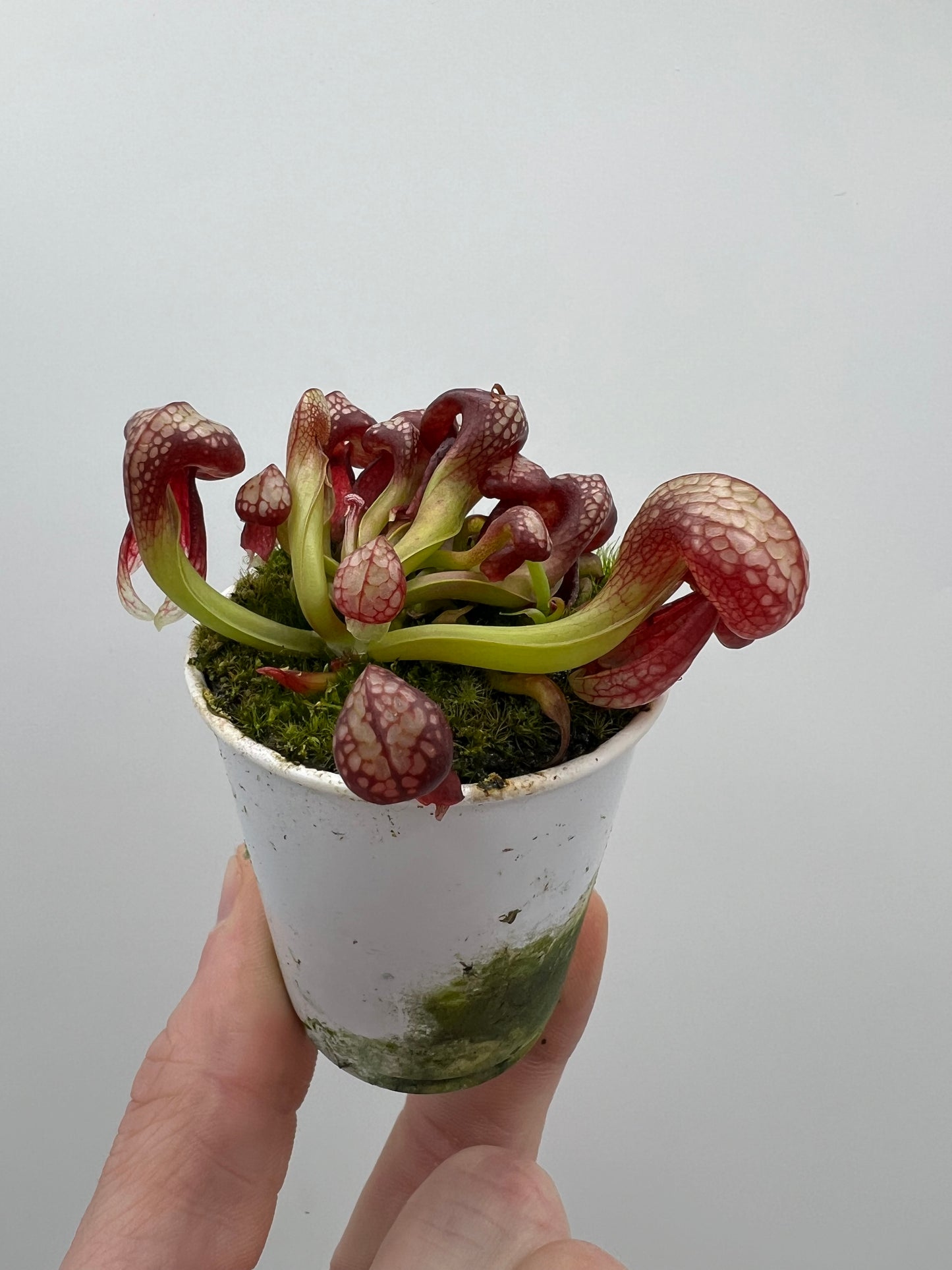 Darlingtonia californica (Cobra Pitcher Plant) - Seed Grown #140