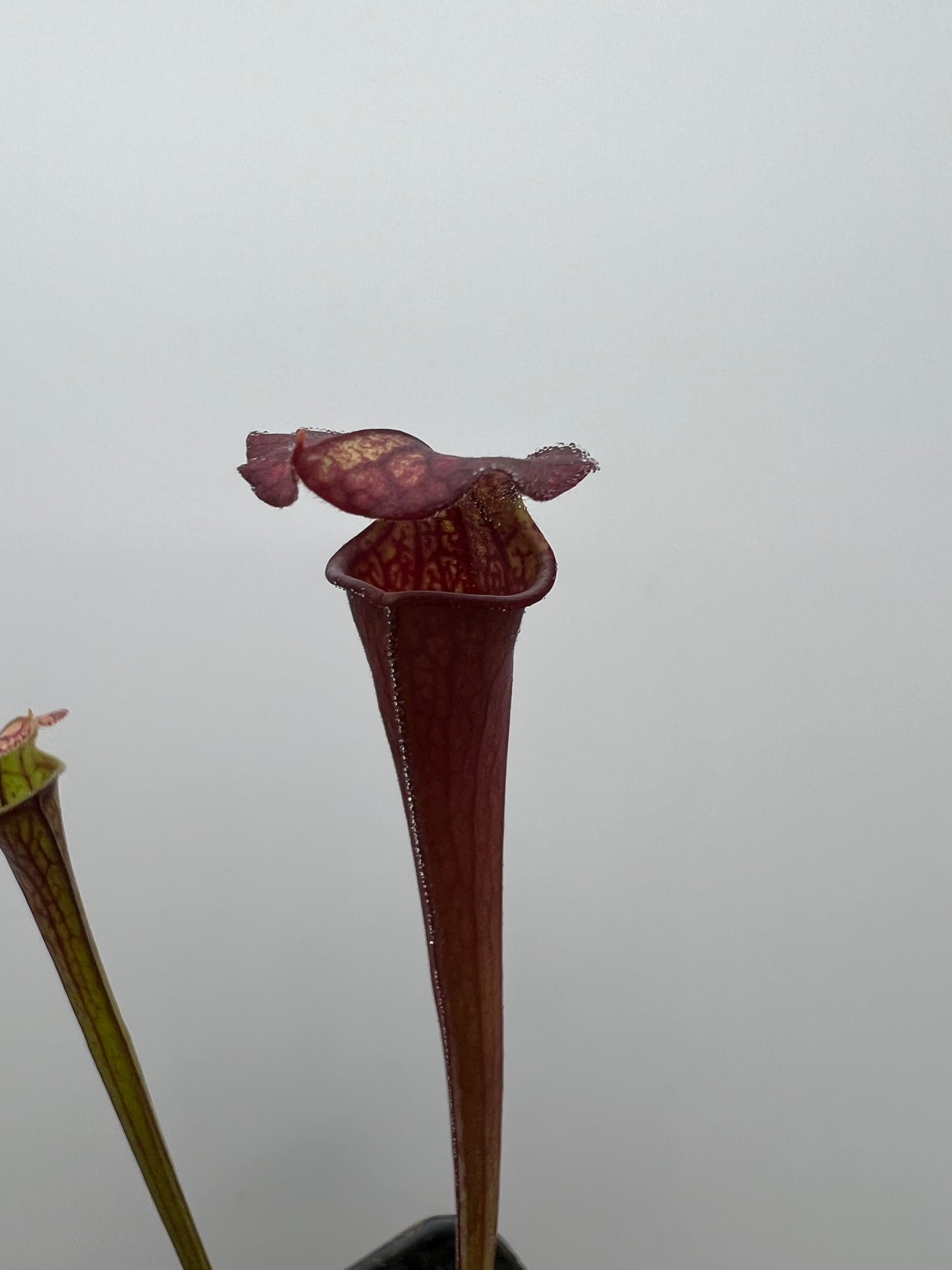 Sarracenia flava var. rubricorpora x “Strawberry Milkshake” - Seed Grown #5