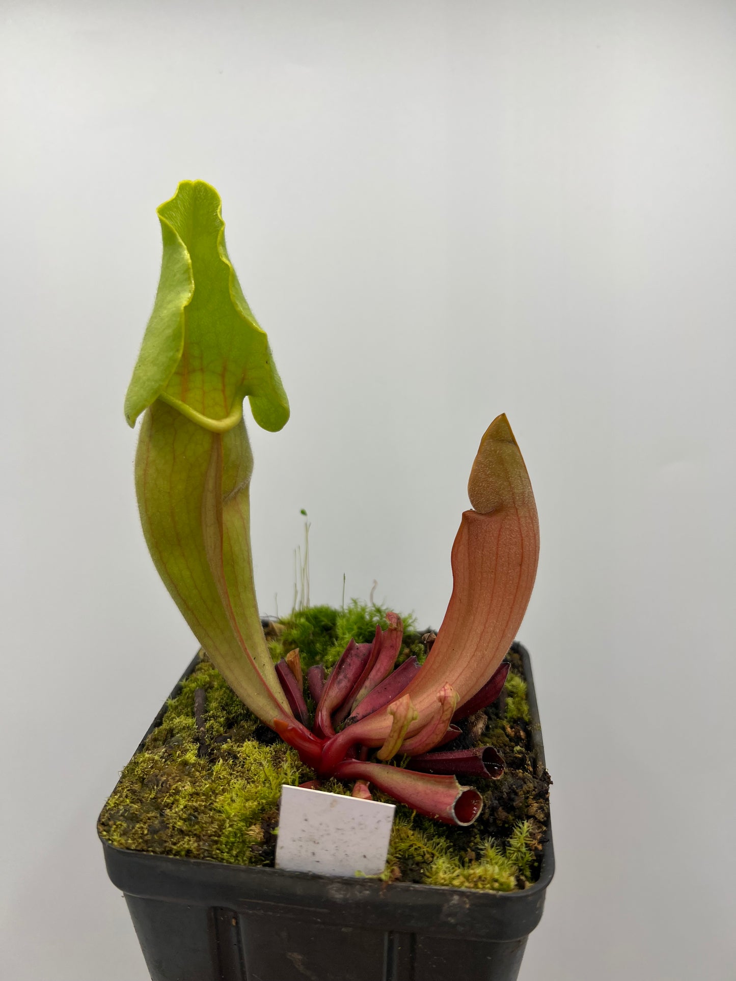 Sarracenia ‘Carolina Yellow Jacket’ - Original Clone