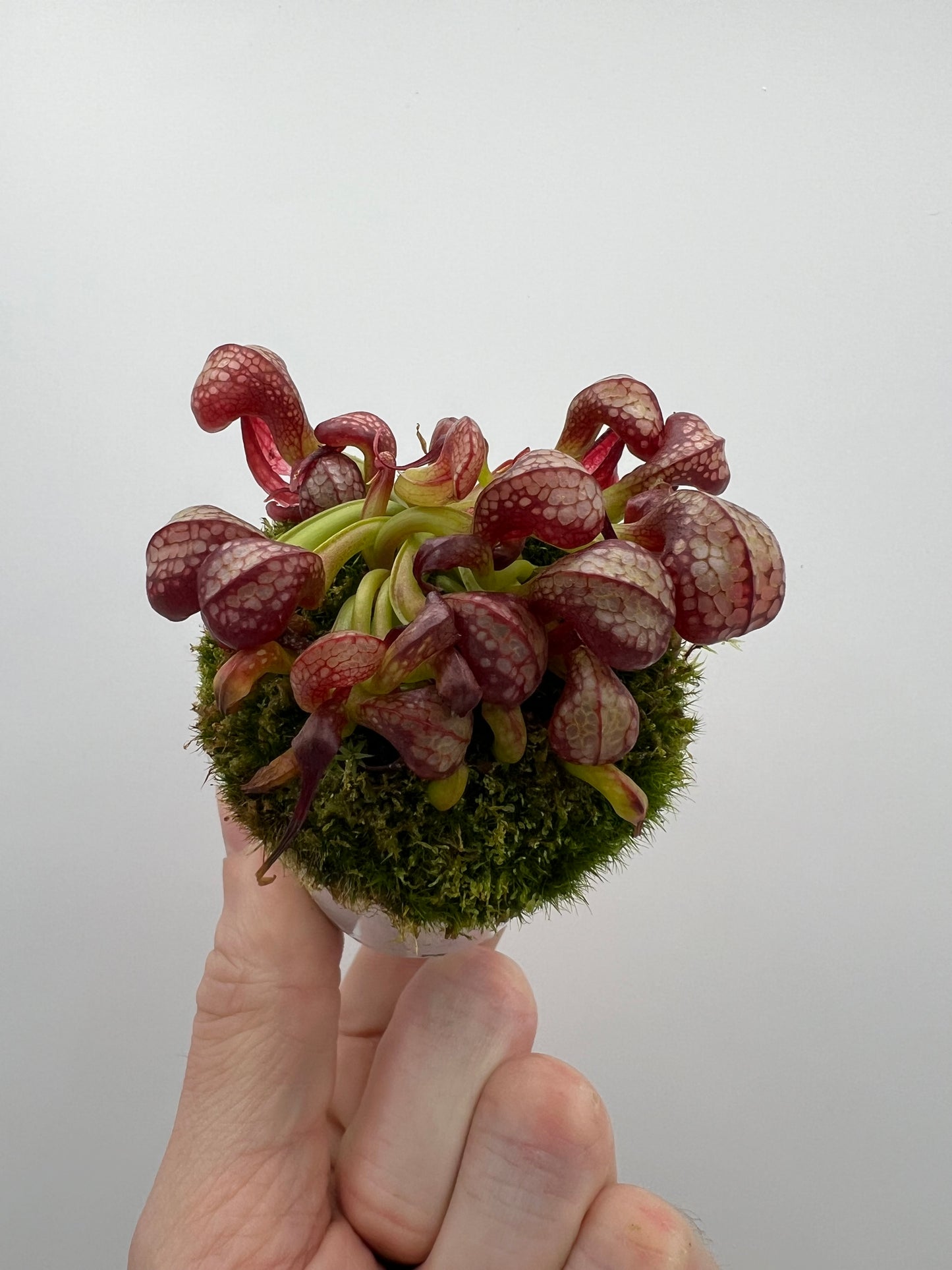 Darlingtonia californica (Cobra Pitcher Plant) - Seed Grown #130