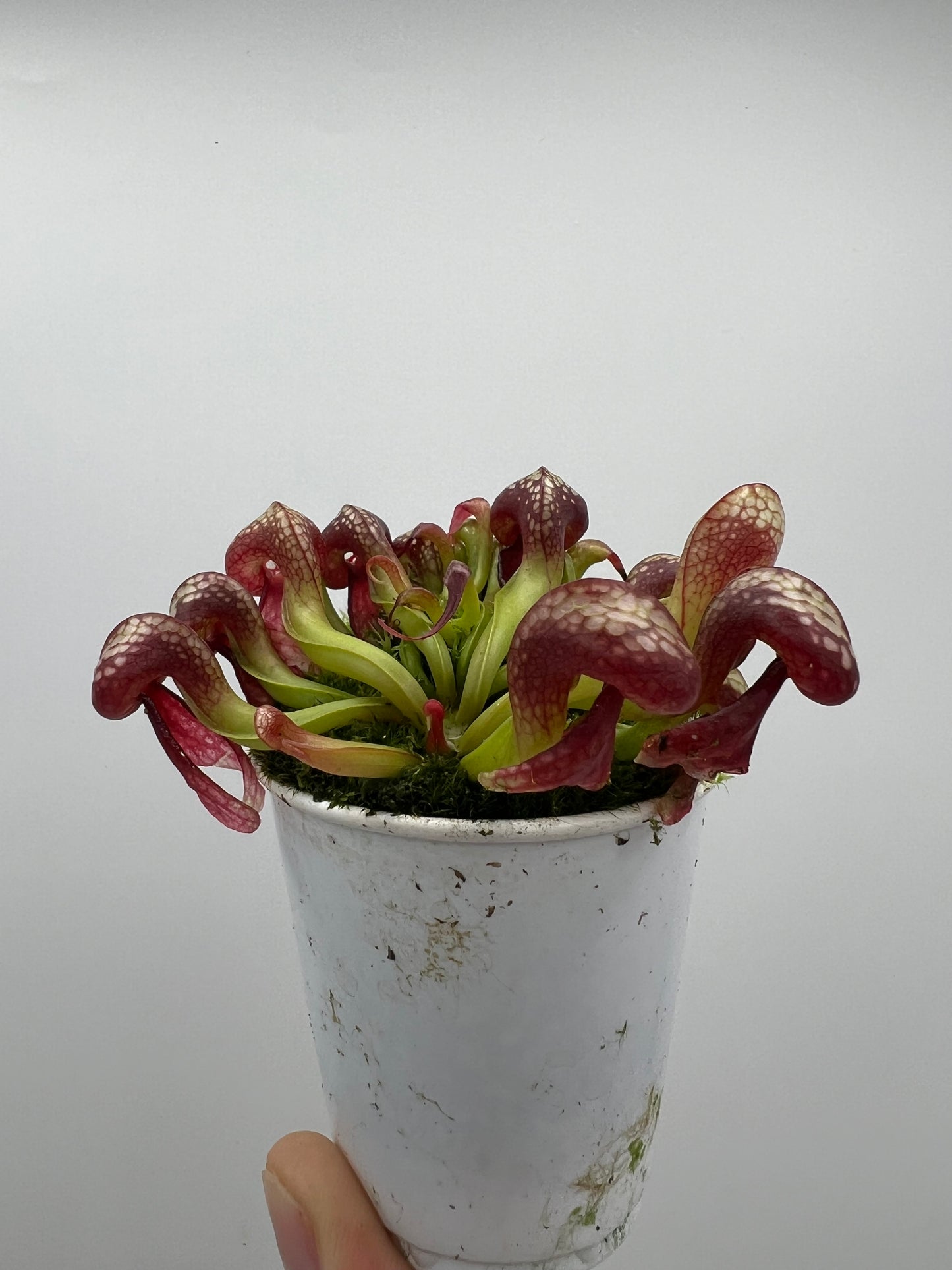 Darlingtonia californica (Cobra Pitcher Plant) - Seed Grown #137