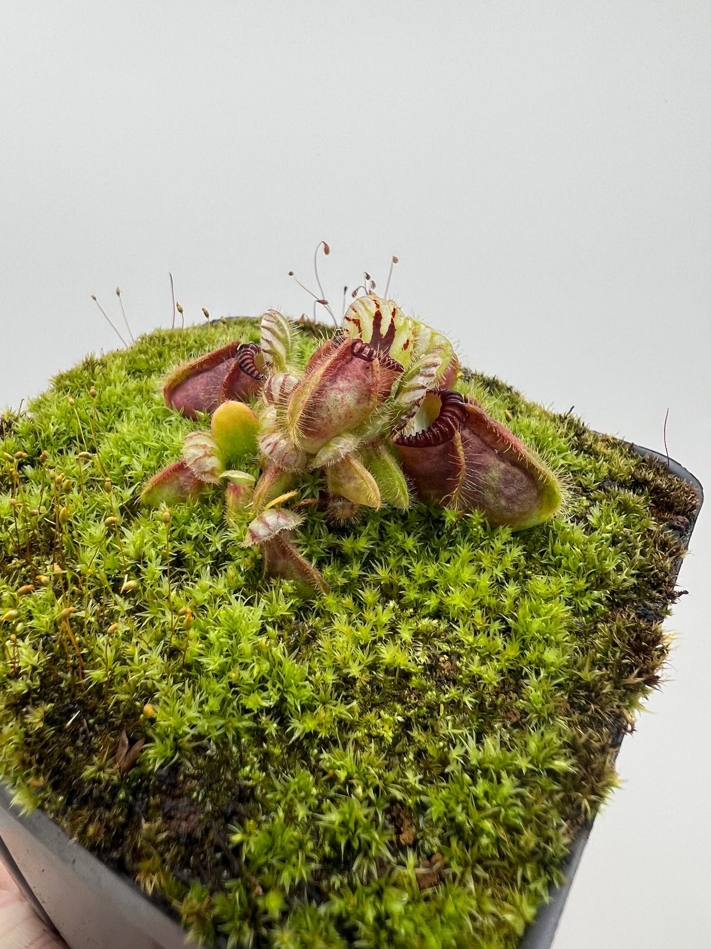 Cephalotus follicularis - Typical #21