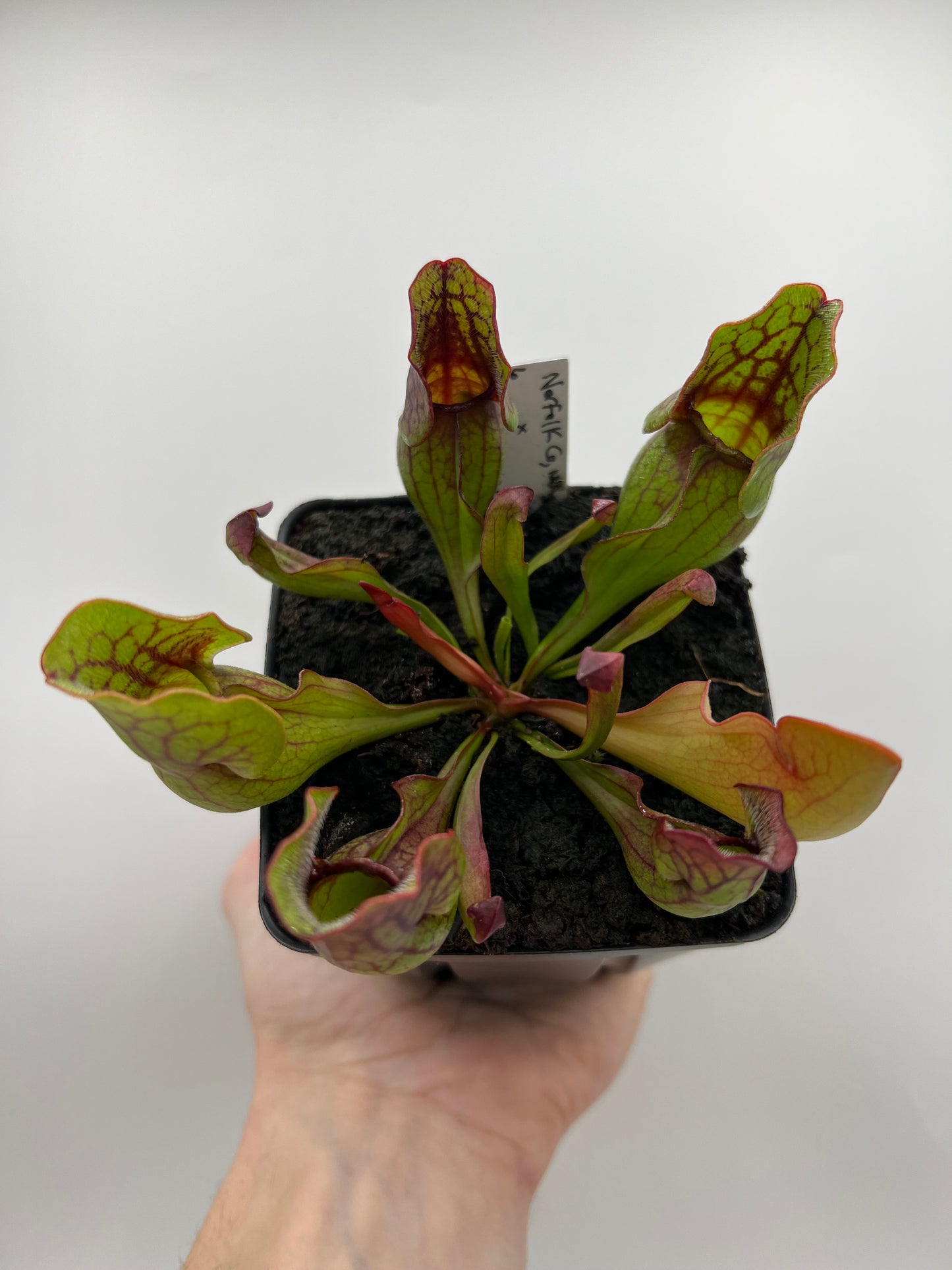 Sarracenia purpurea ssp. purpurea (Norfolk Co, MA) x (Bruce Co, Ontario Canada) - Seed Grown #6