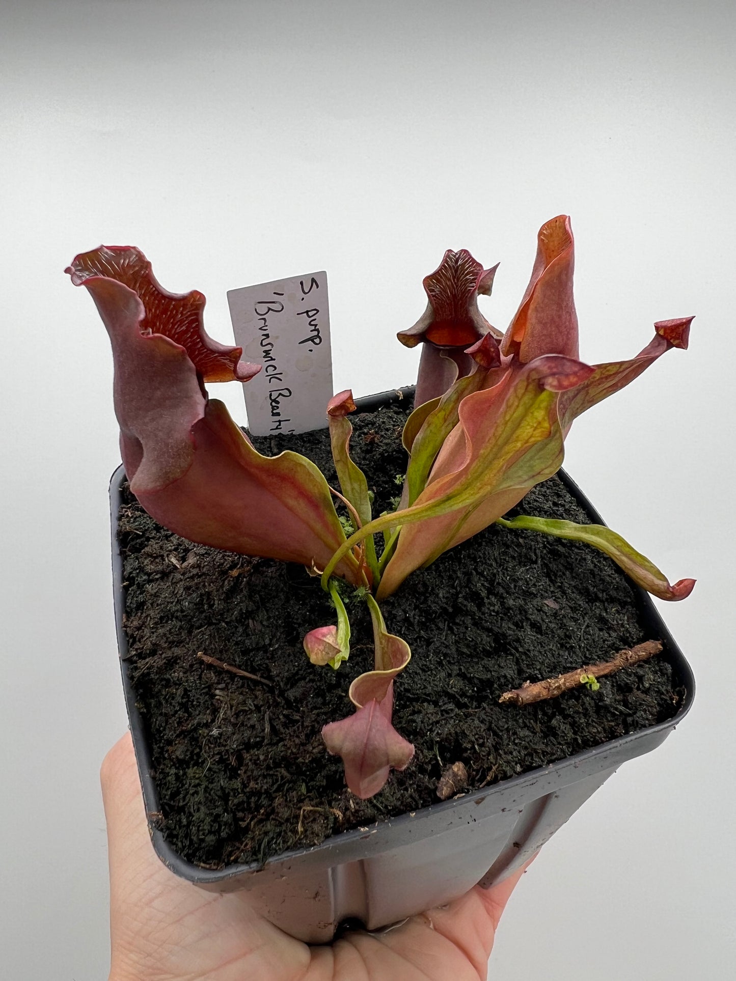 Sarracenia purpurea ‘Brunswick Beauty’ - True Cultivar