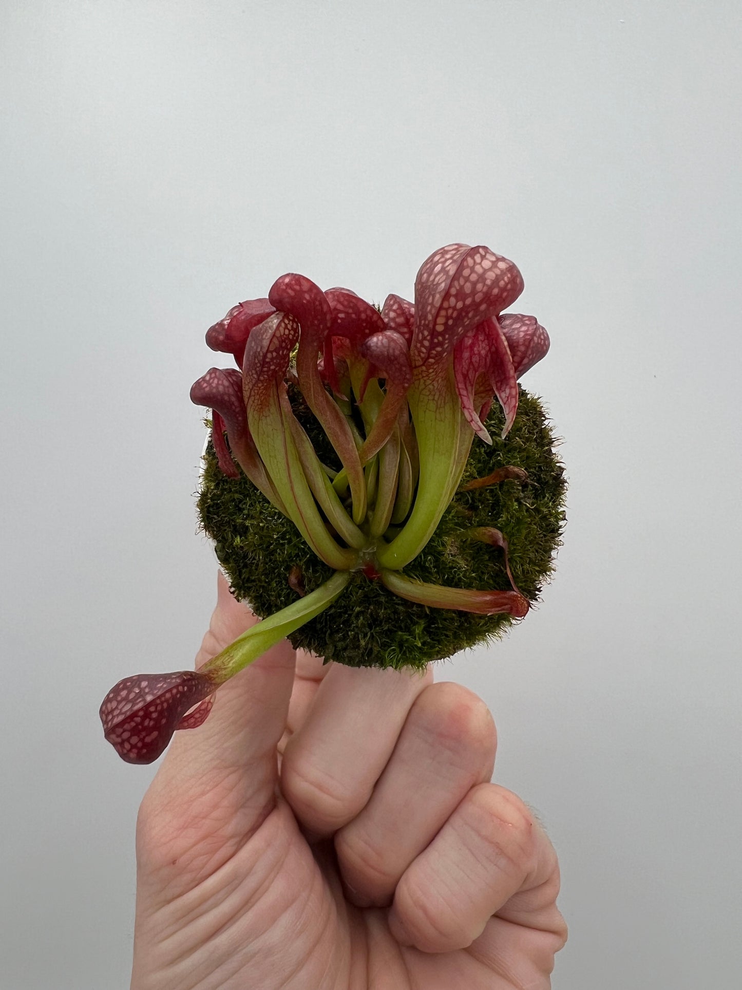 Darlingtonia californica (Cobra Pitcher Plant) - Seed Grown #124