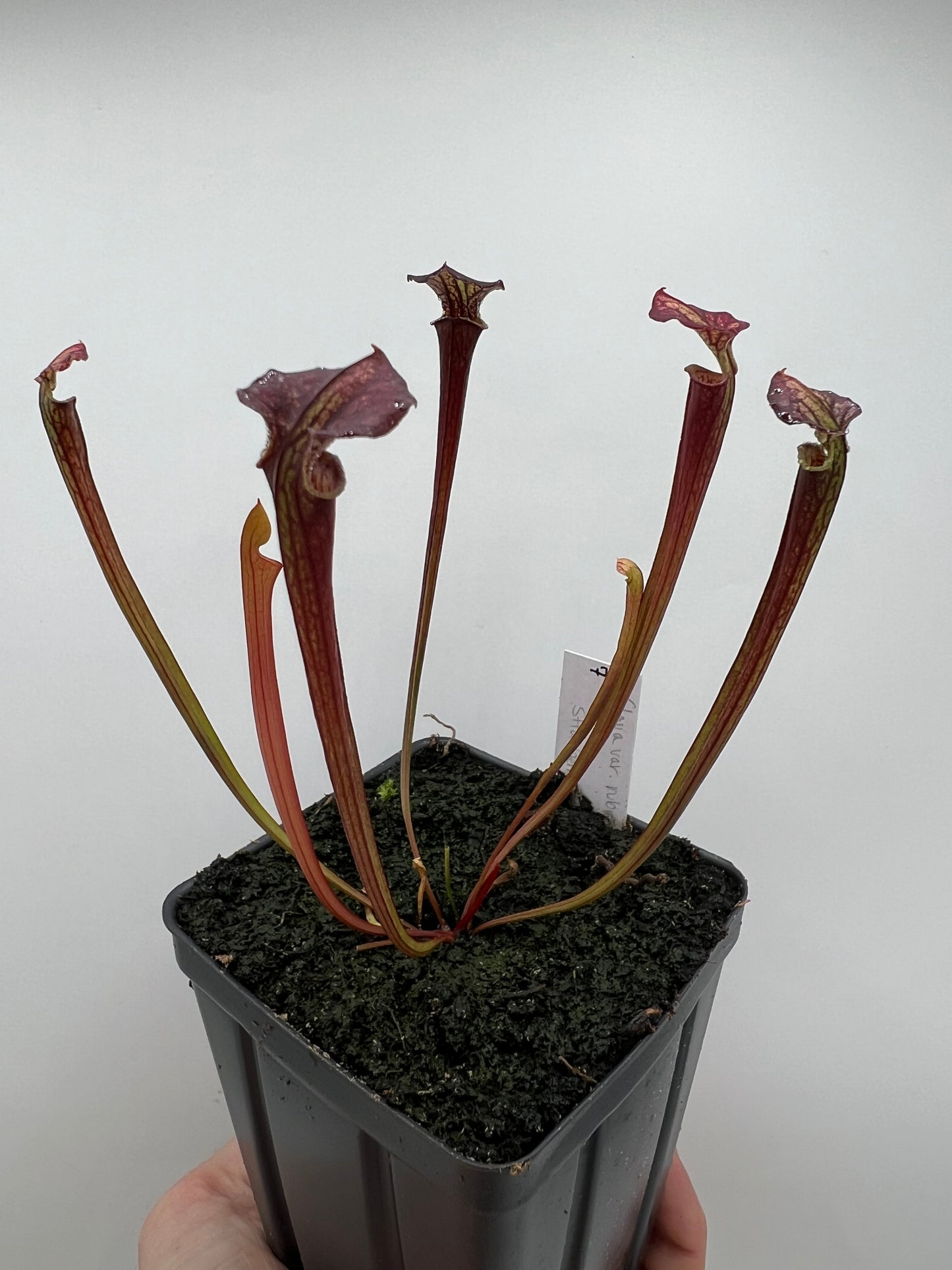 Sarracenia flava var. rubricorpora x “Strawberry Milkshake” - Seed Grown #7