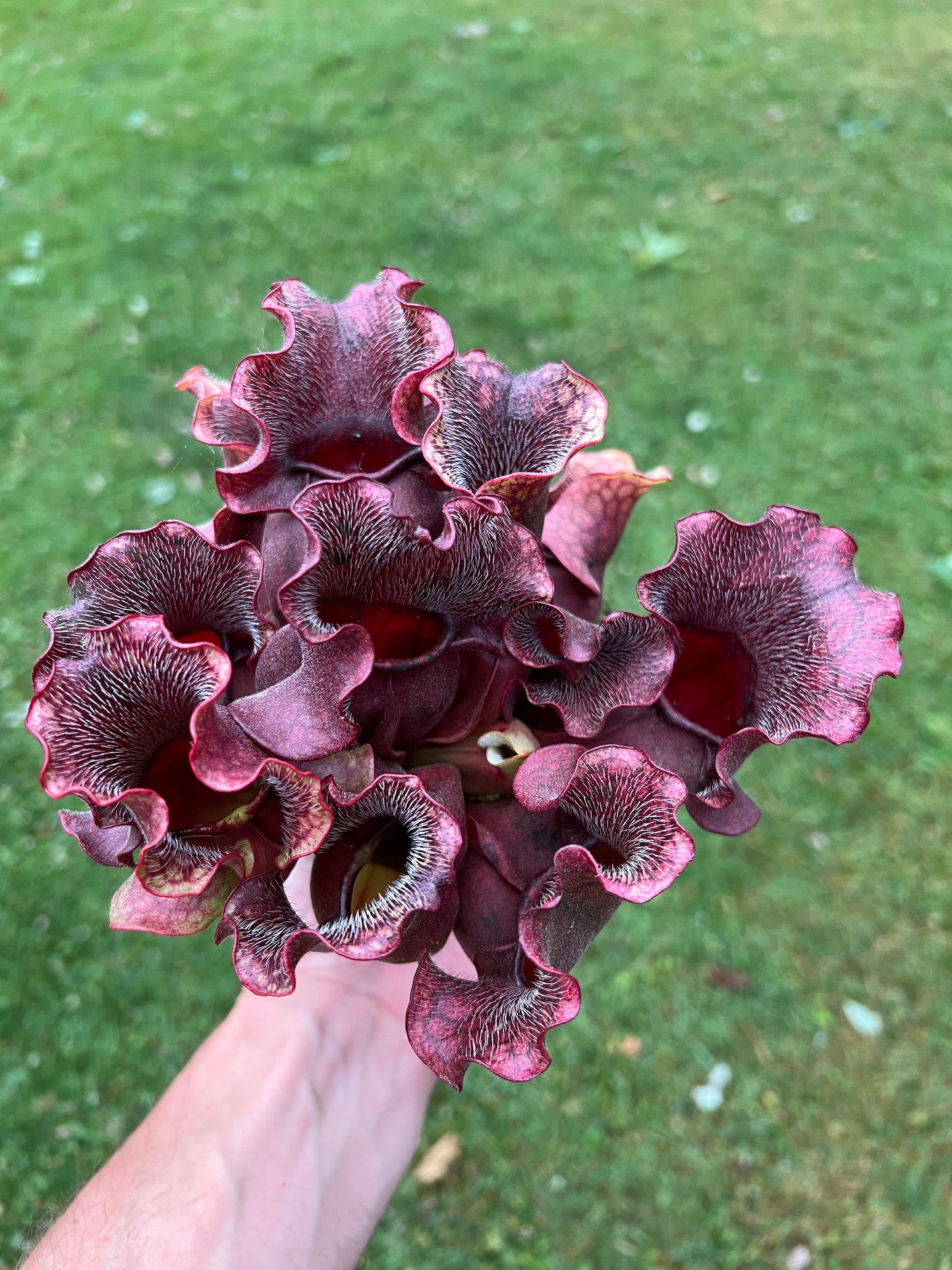 Sarracenia purpurea ssp. venosa (Brunswick Co, NC)