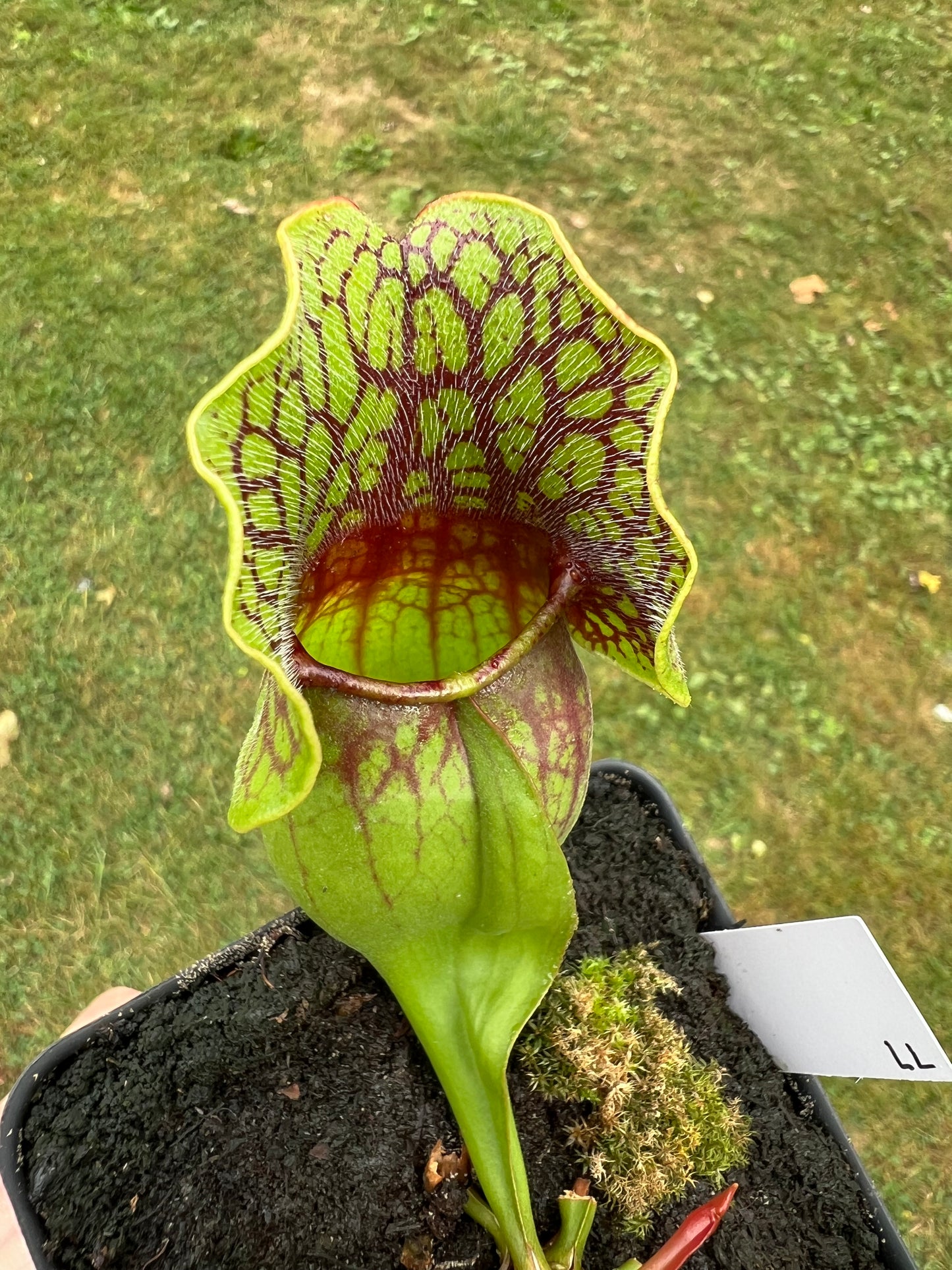 Sarracenia purpurea ssp. purpurea (Centre Co, PA) - Seed Grown #77