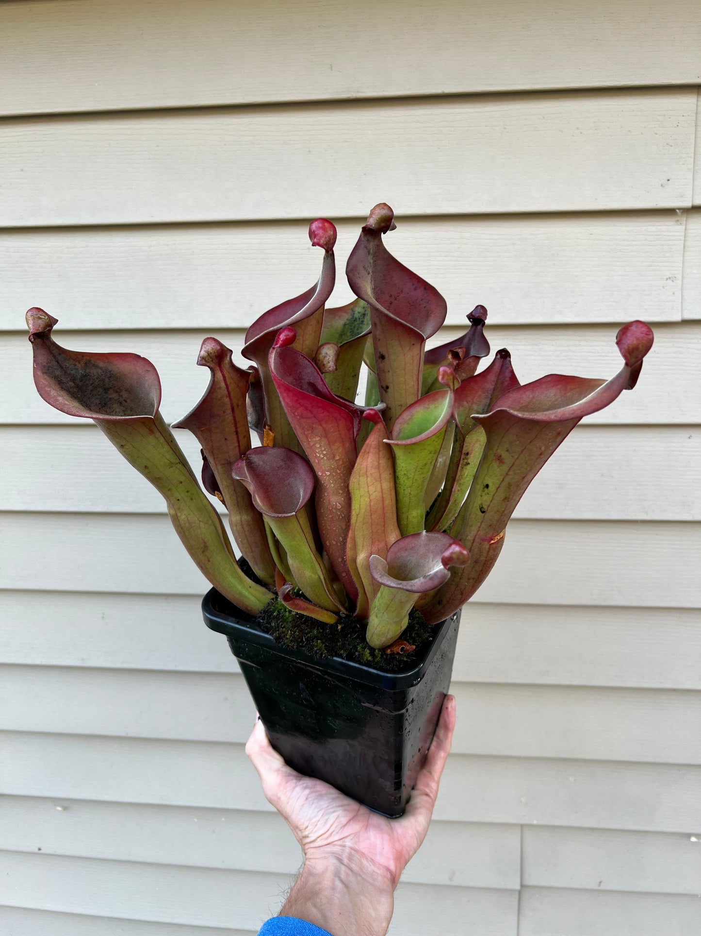 Heliamphora “Nutans Giant” x (tatei x folliculata) SG 8.14.19 LC1 - Division C