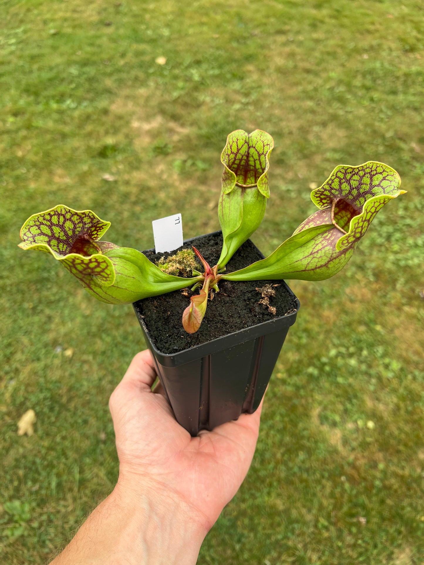 Sarracenia purpurea ssp. purpurea (Centre Co, PA) - Seed Grown #77