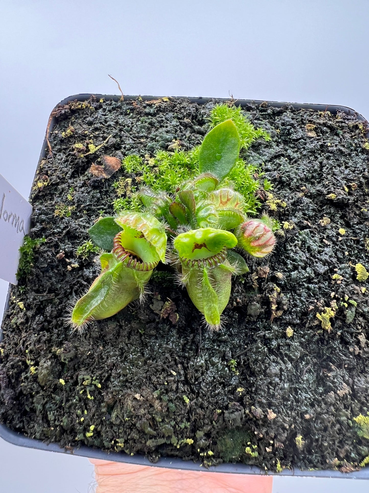 Cephalotus follicularis “Norma”