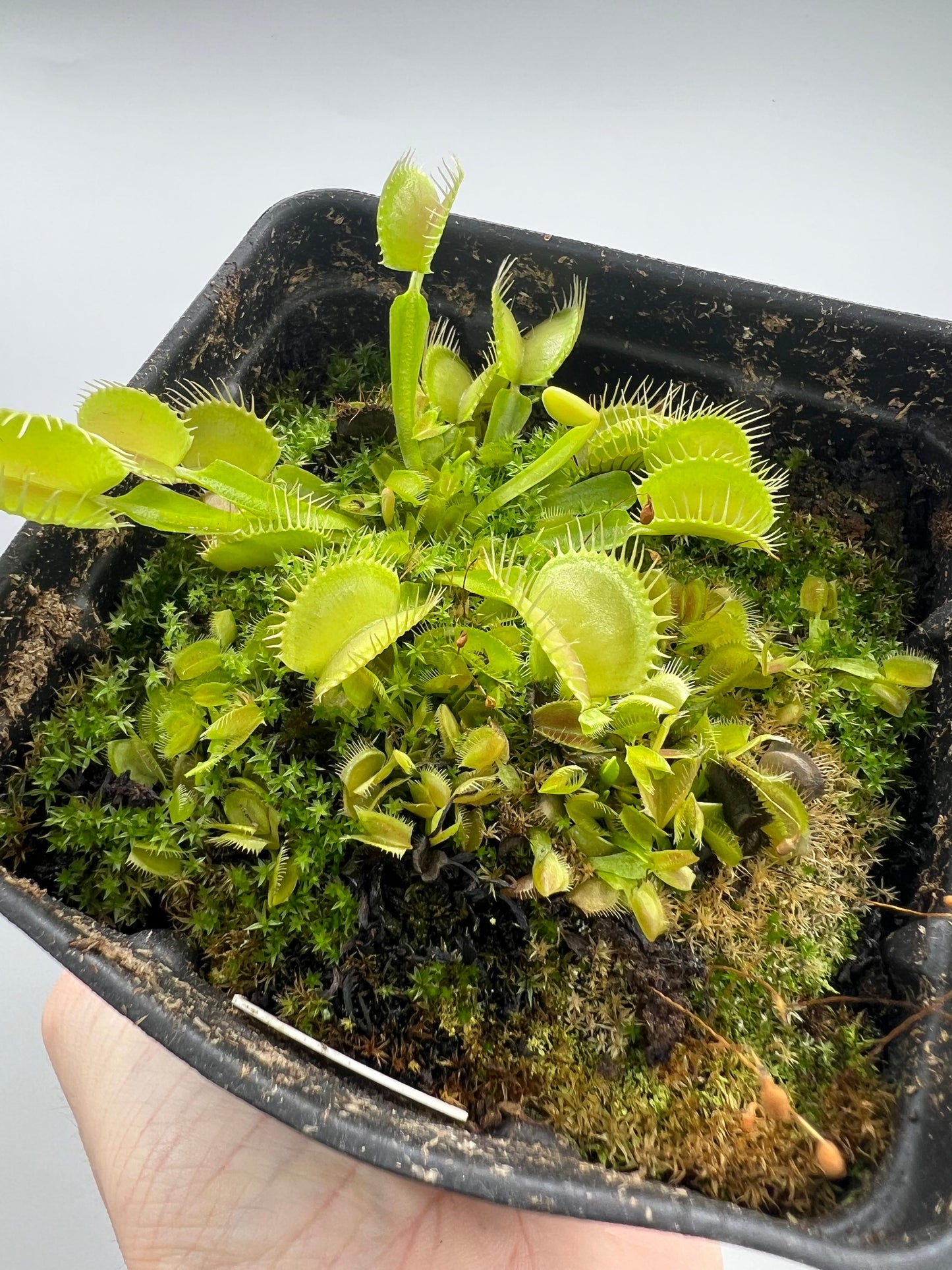 Dionaea muscipula - Seed Grown, Whole Pot