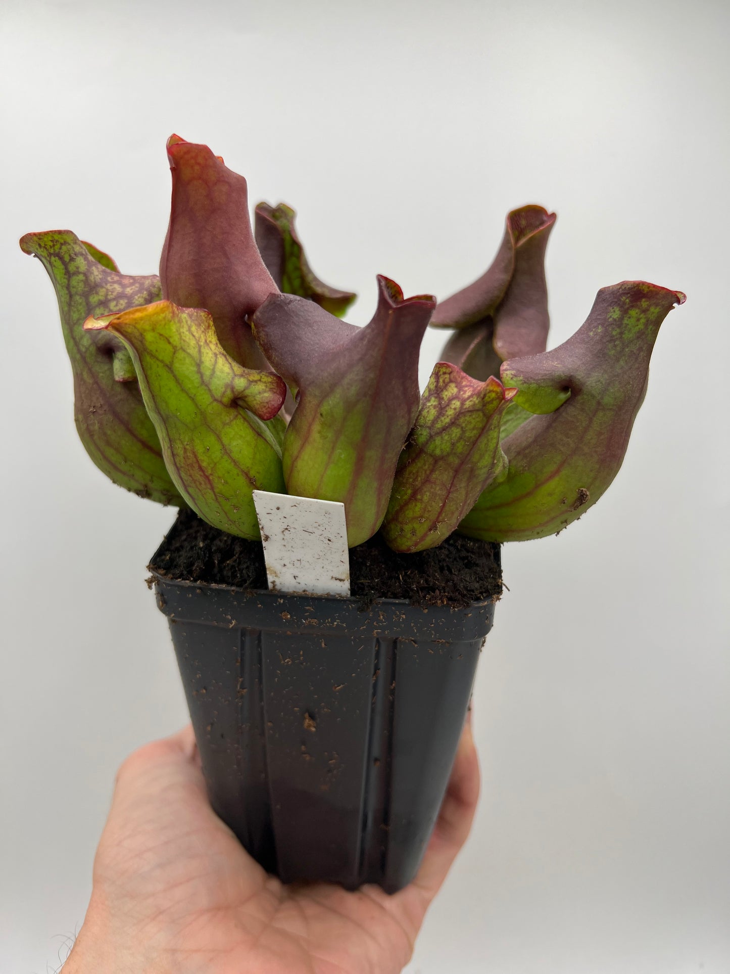 Sarracenia purpurea ssp. purpurea (Ft. Nelson, BC Canada) - Seed Grown #4