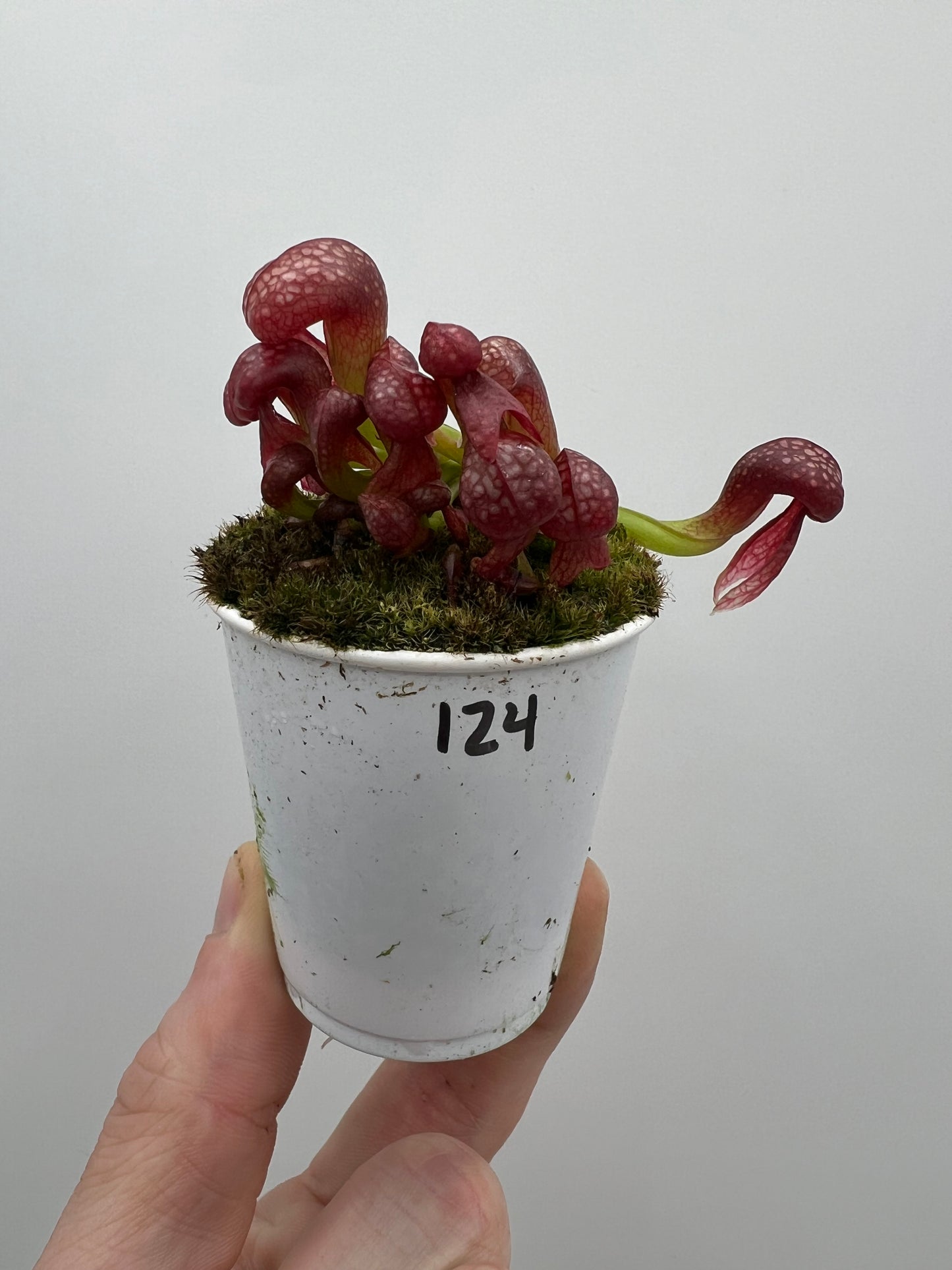 Darlingtonia californica (Cobra Pitcher Plant) - Seed Grown #124