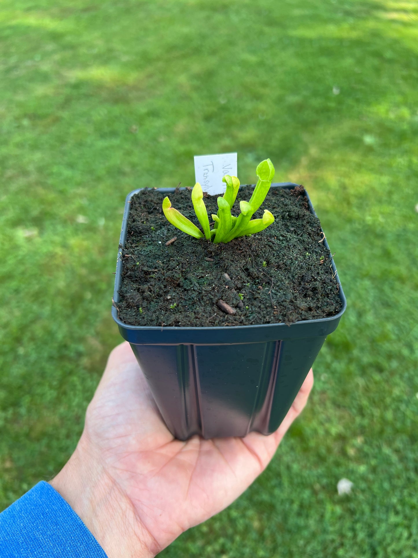 Sarracenia purpurea var. montana (Transylvania Co, NC) - Seed Grown