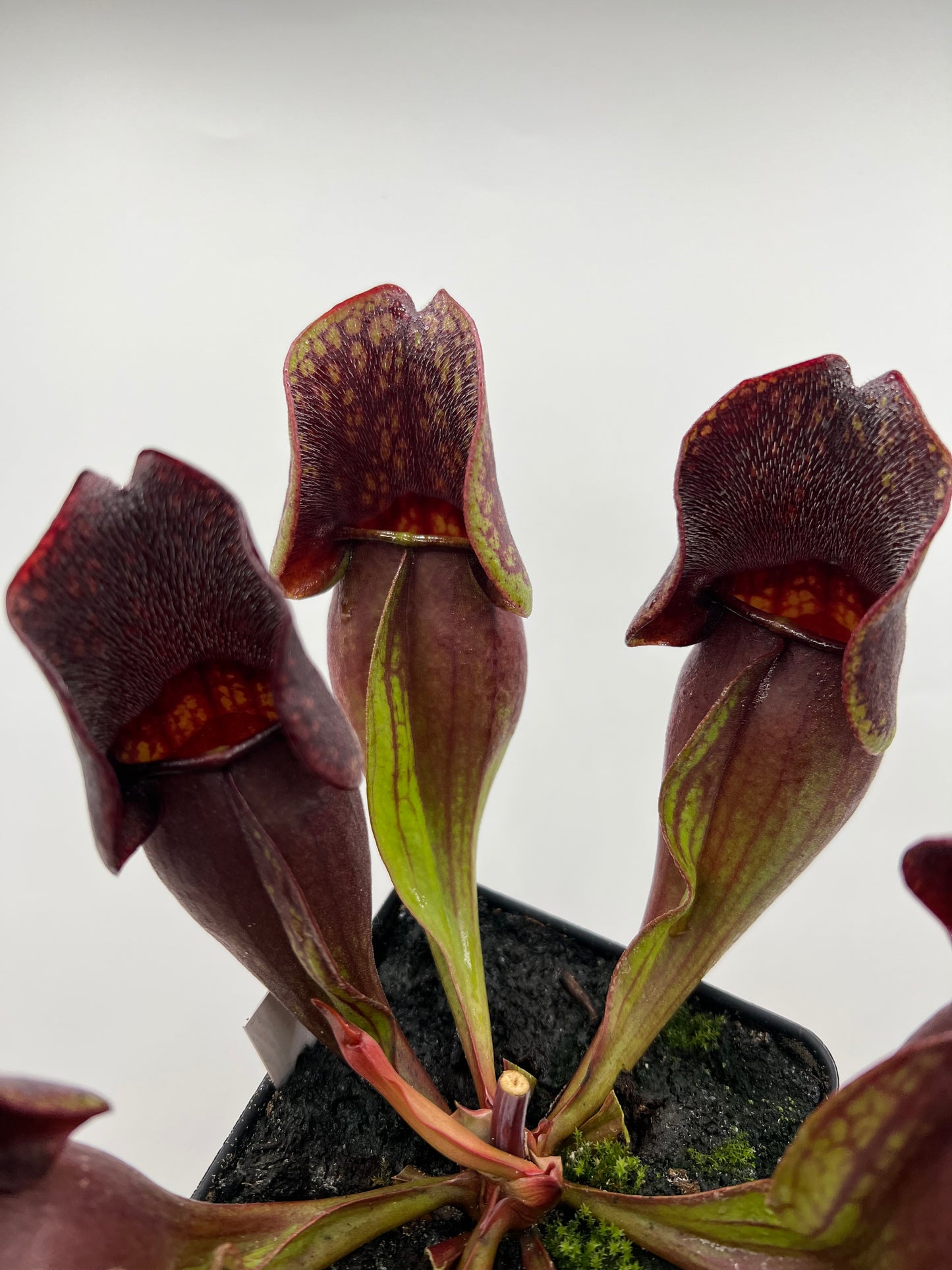 Sarracenia purpurea ssp. purpurea (Centre Co, PA) - Seed Grown #57