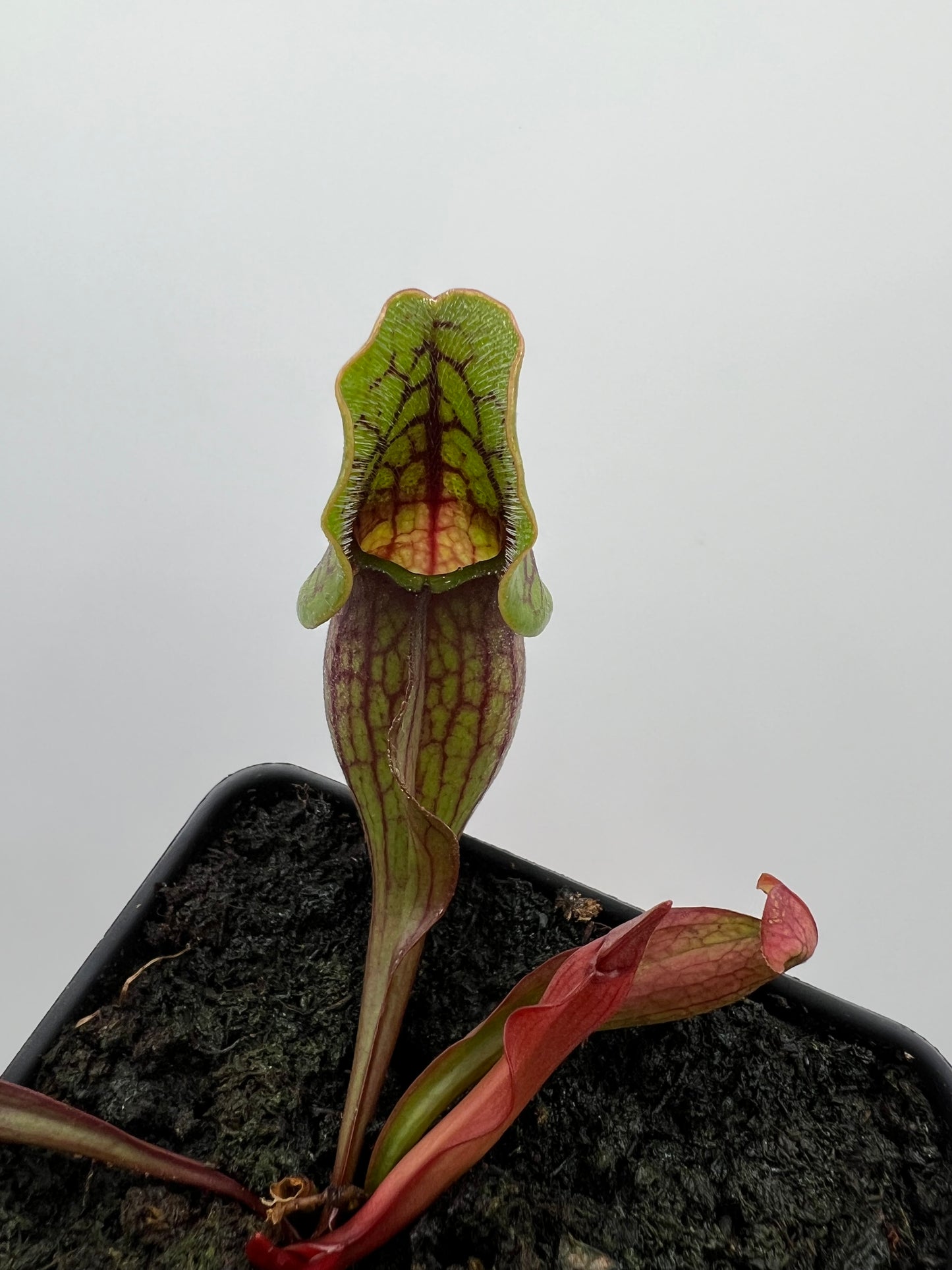 Sarracenia purpurea ssp. purpurea (Norfolk Co, MA) x (Bruce Co, Ontario Canada) - Seed Grown #2