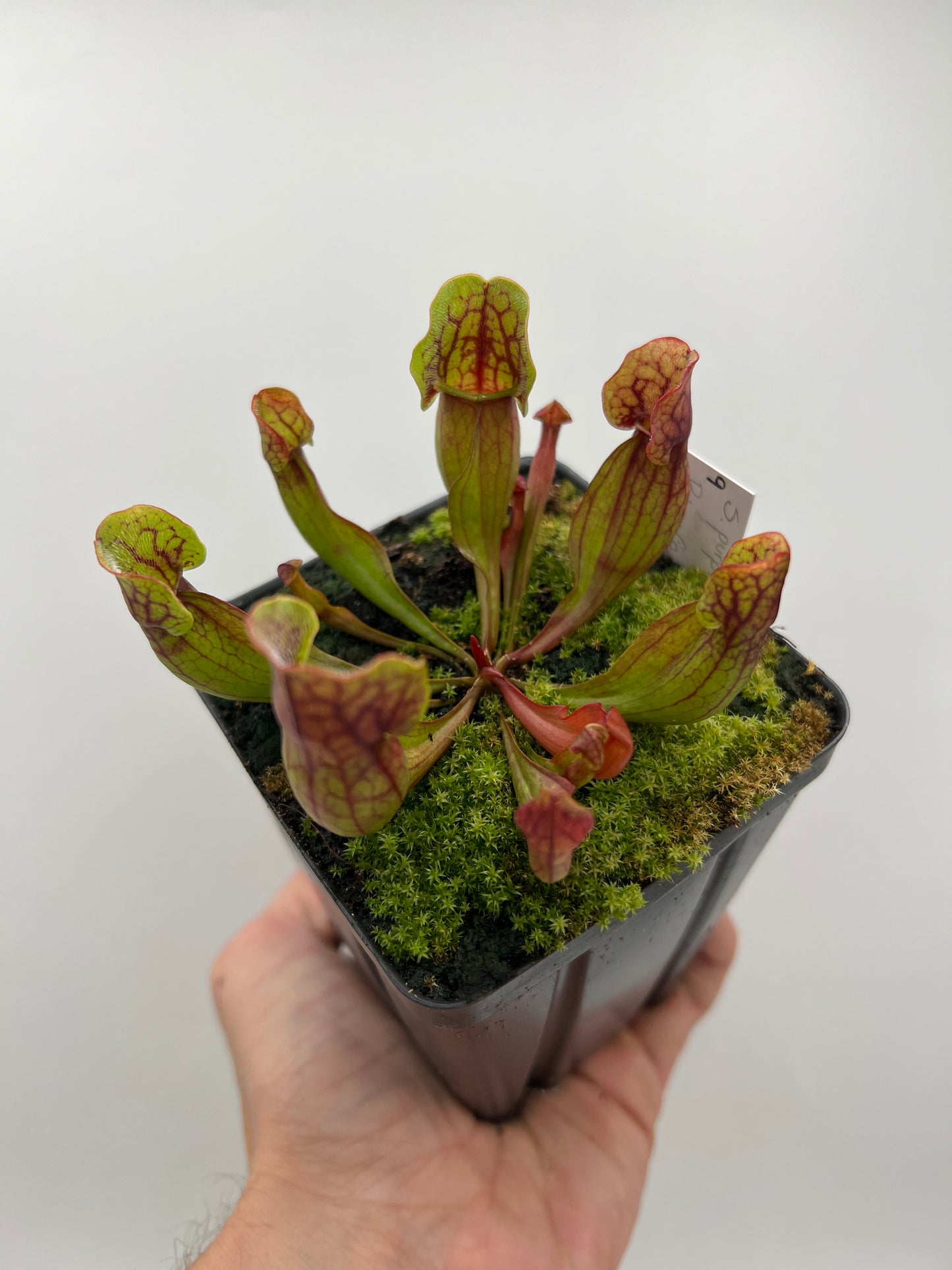 Sarracenia purpurea ssp. purpurea (Bruce Co, Ontario Canada) - Seed Grown #9