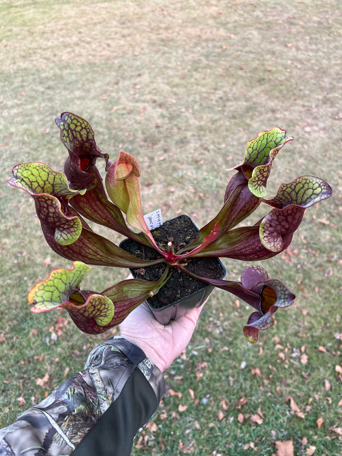 Sarracenia purpurea ssp. purpurea “Special” #4