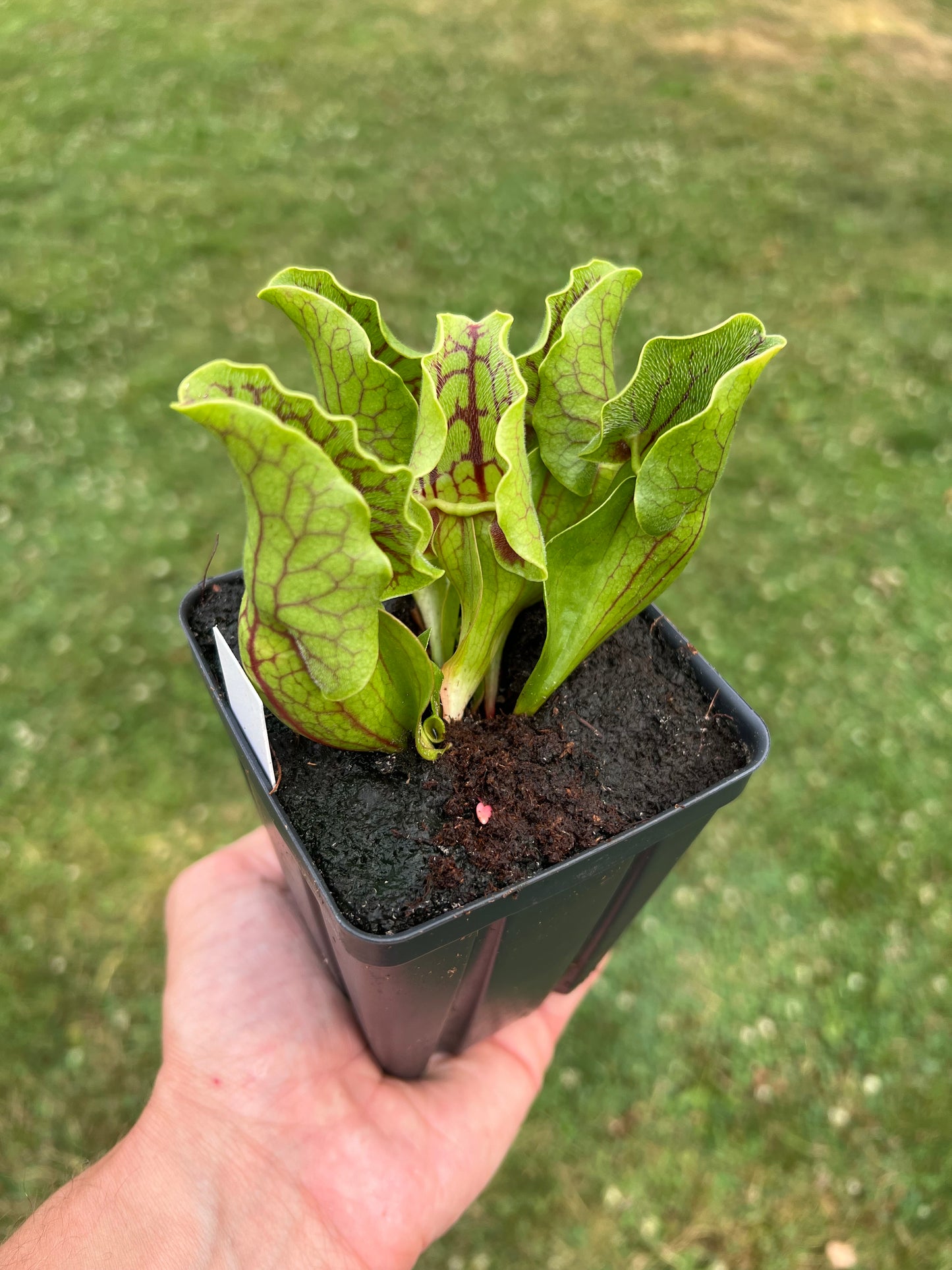 Sarracenia purpurea var. montana (Transylvania Co, NC)