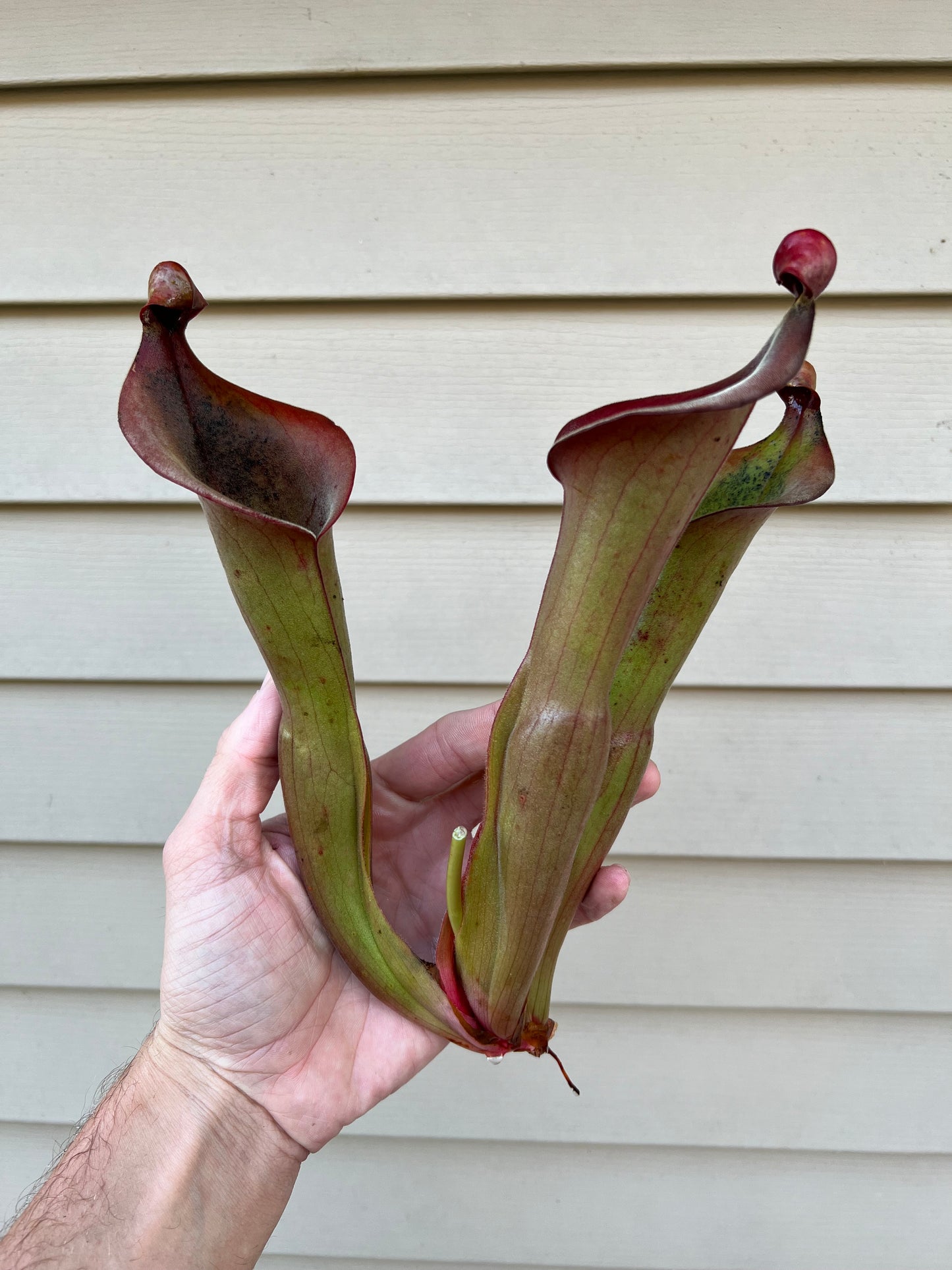 Heliamphora “Nutans Giant” x (tatei x folliculata) SG 8.14.19 LC1 - Division A