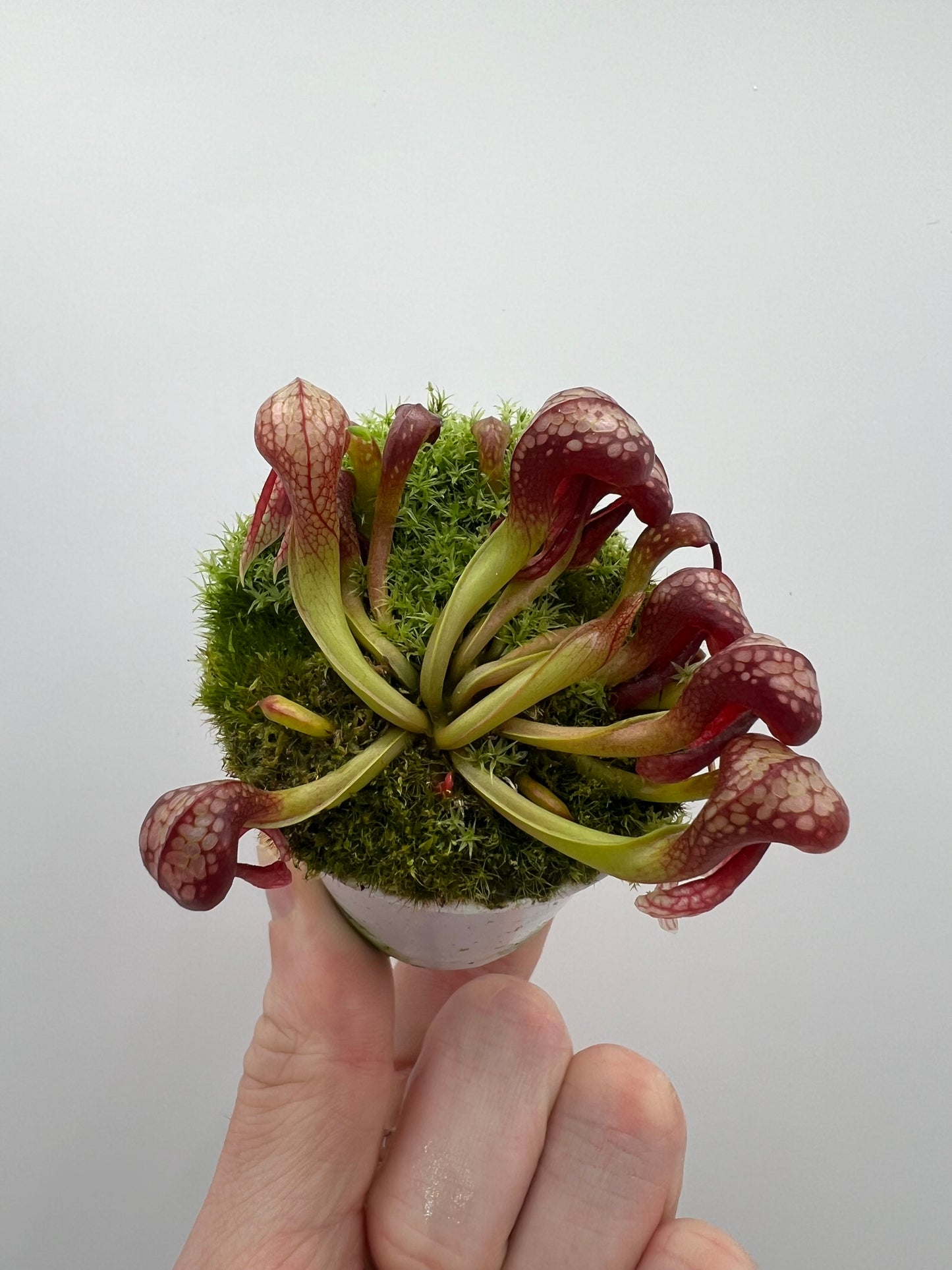 Darlingtonia californica (Cobra Pitcher Plant) - Seed Grown #125