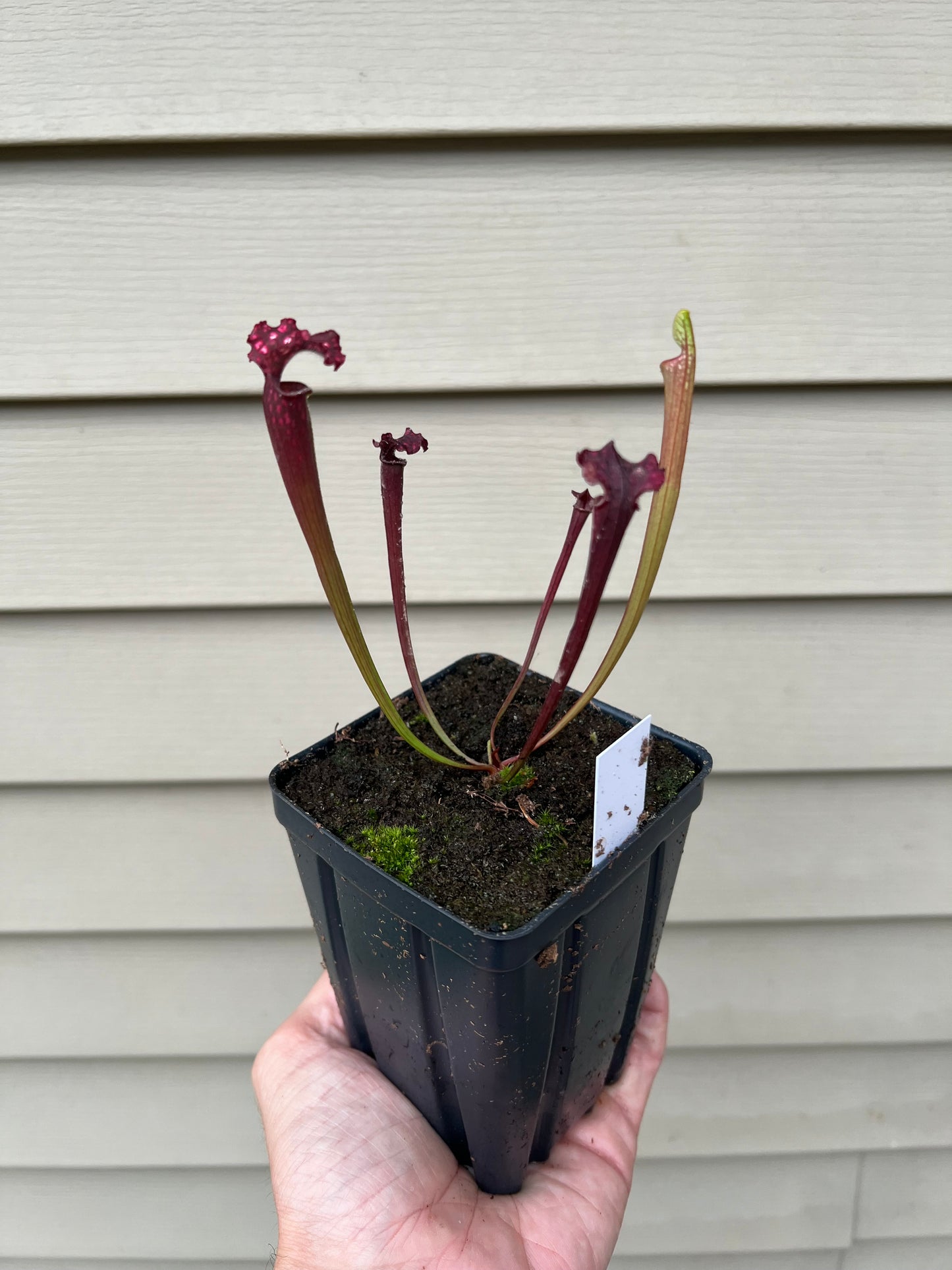 Sarracenia “Hawaiian Ice” x ‘Dragon Queen’ - Seed Grown #3