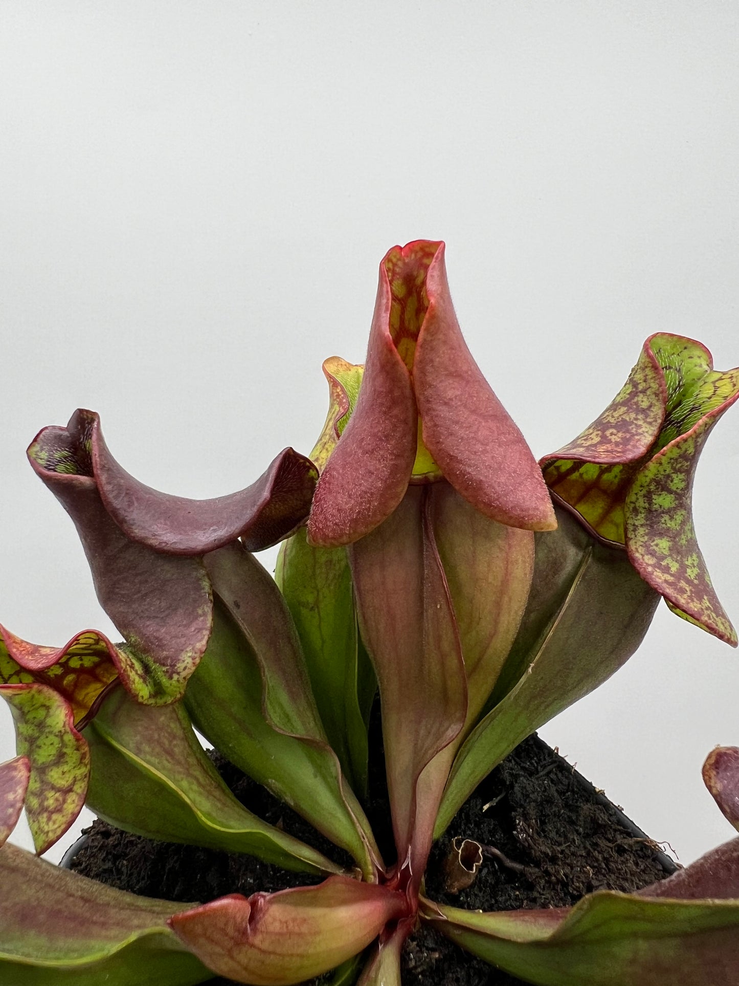 Sarracenia purpurea ssp. purpurea (Ft. Nelson, BC Canada) - Seed Grown #4